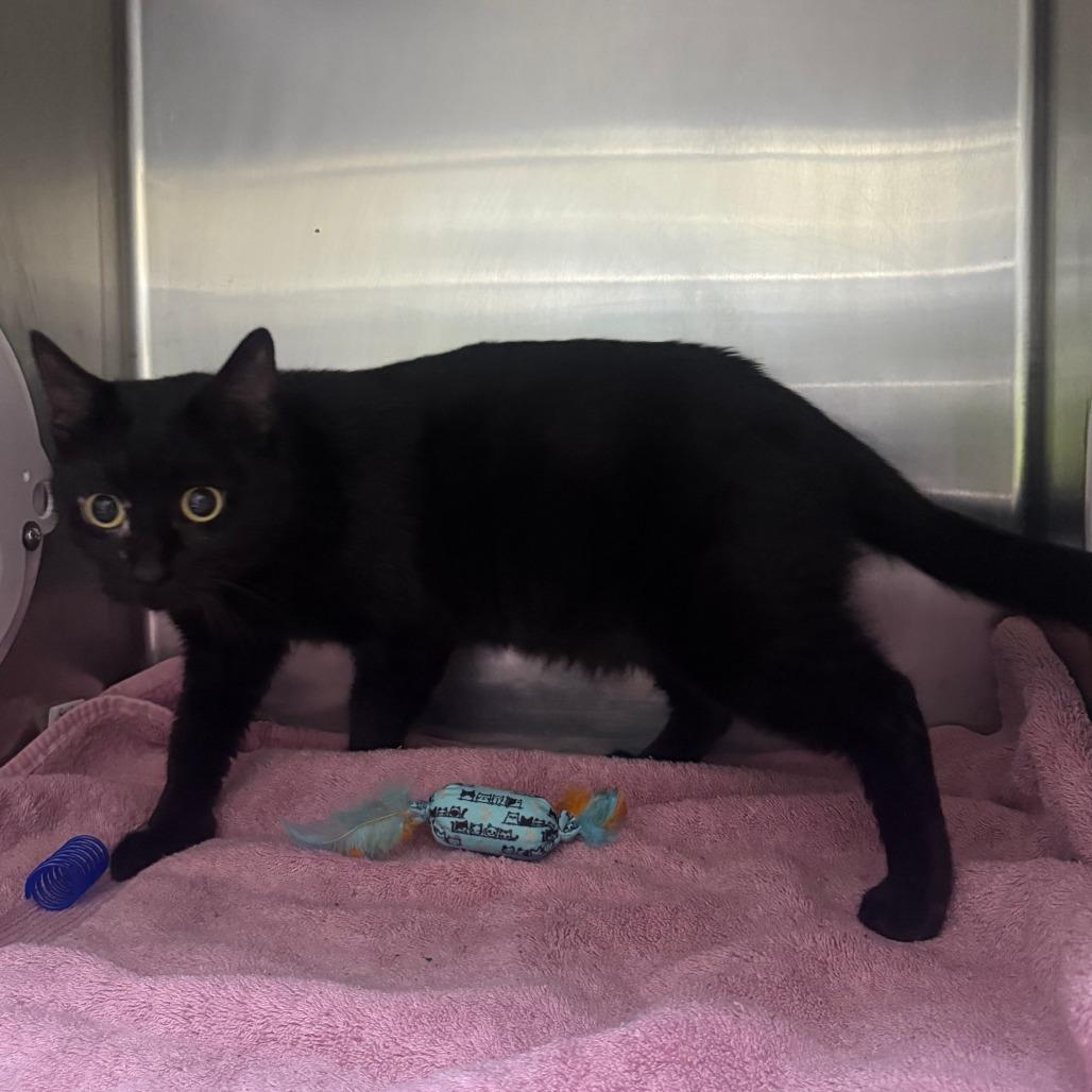 Enlarge Weezy, a Adoptable Domestic Short Hair in Cheyenne, WY image 2/4