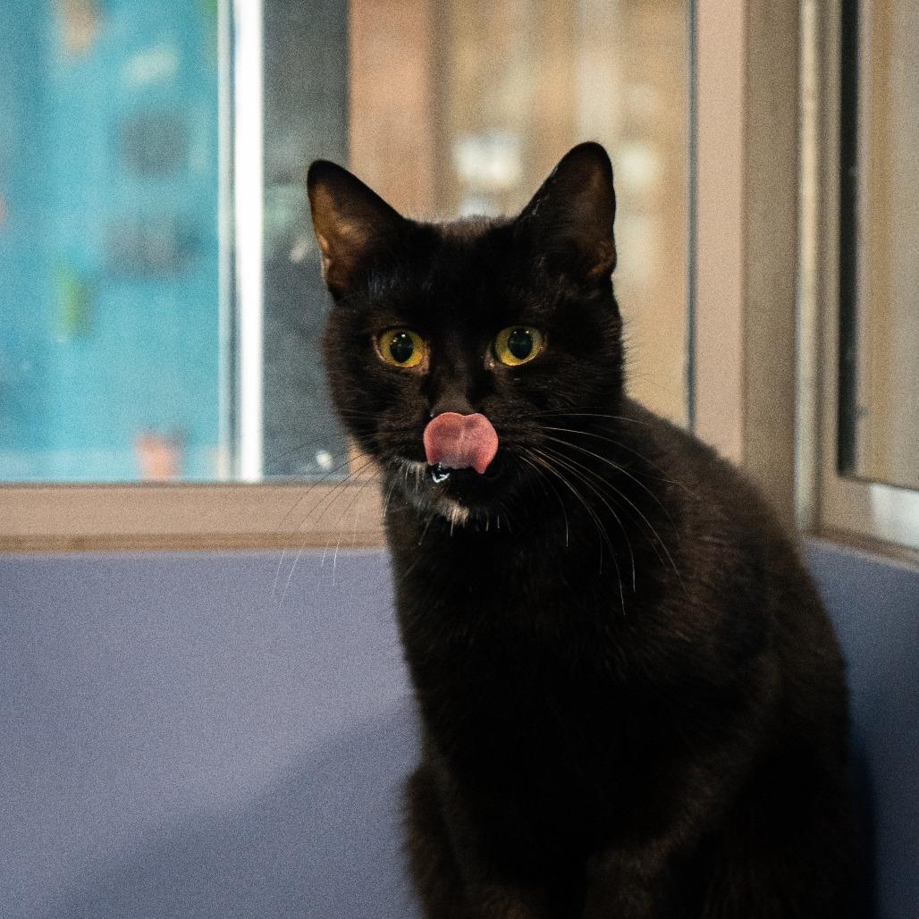 Enlarge Weezy, a Adoptable Domestic Short Hair in Cheyenne, WY image 3/4