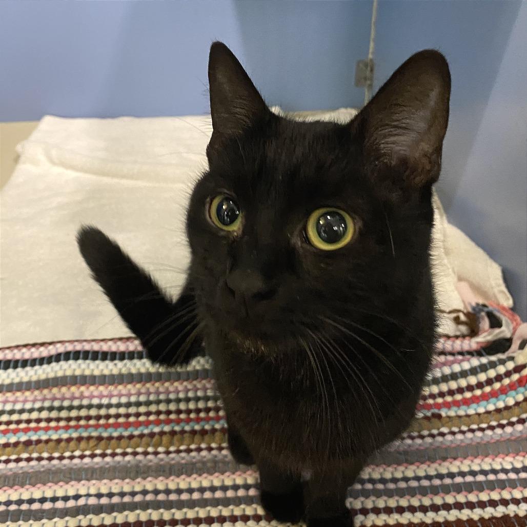 Enlarge Weezy, a Adoptable Domestic Short Hair in Cheyenne, WY image 4/4