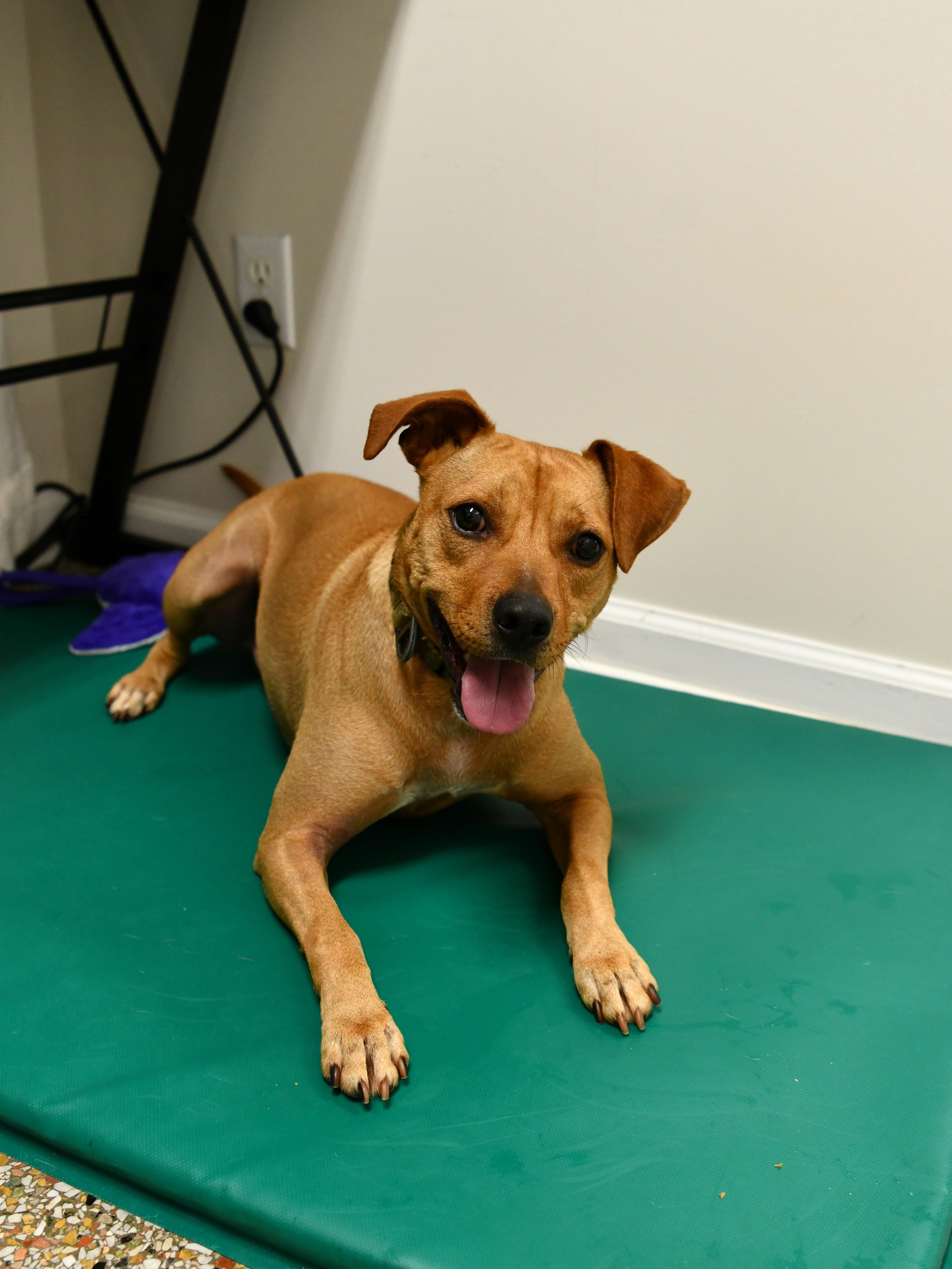 Enlarge Percy (2 years in shelter!), a ADOPTABLE Terrier in Fairhope, AL image 3/4