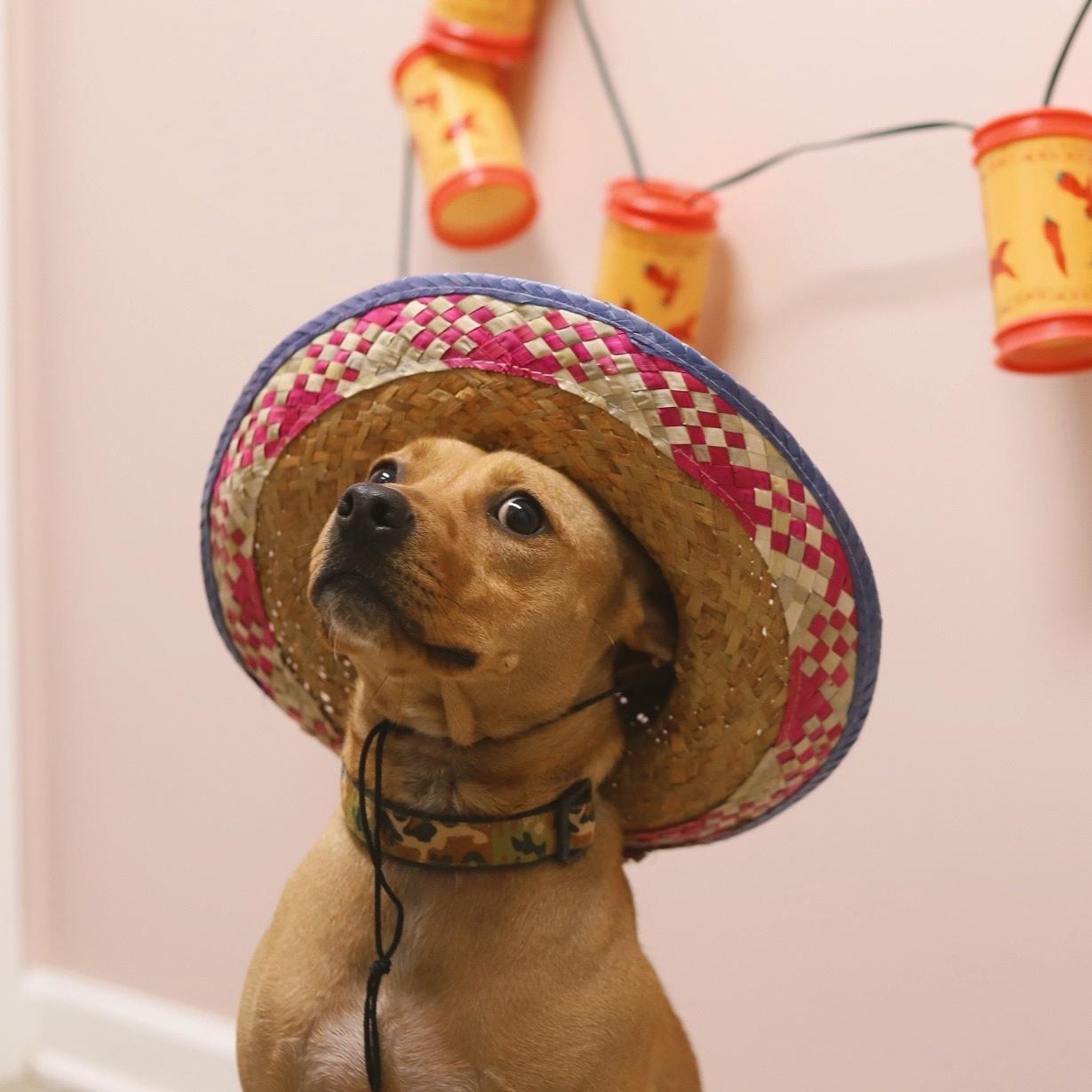 Enlarge Percy (2 years in shelter!), a ADOPTABLE Terrier in Fairhope, AL image 2/4