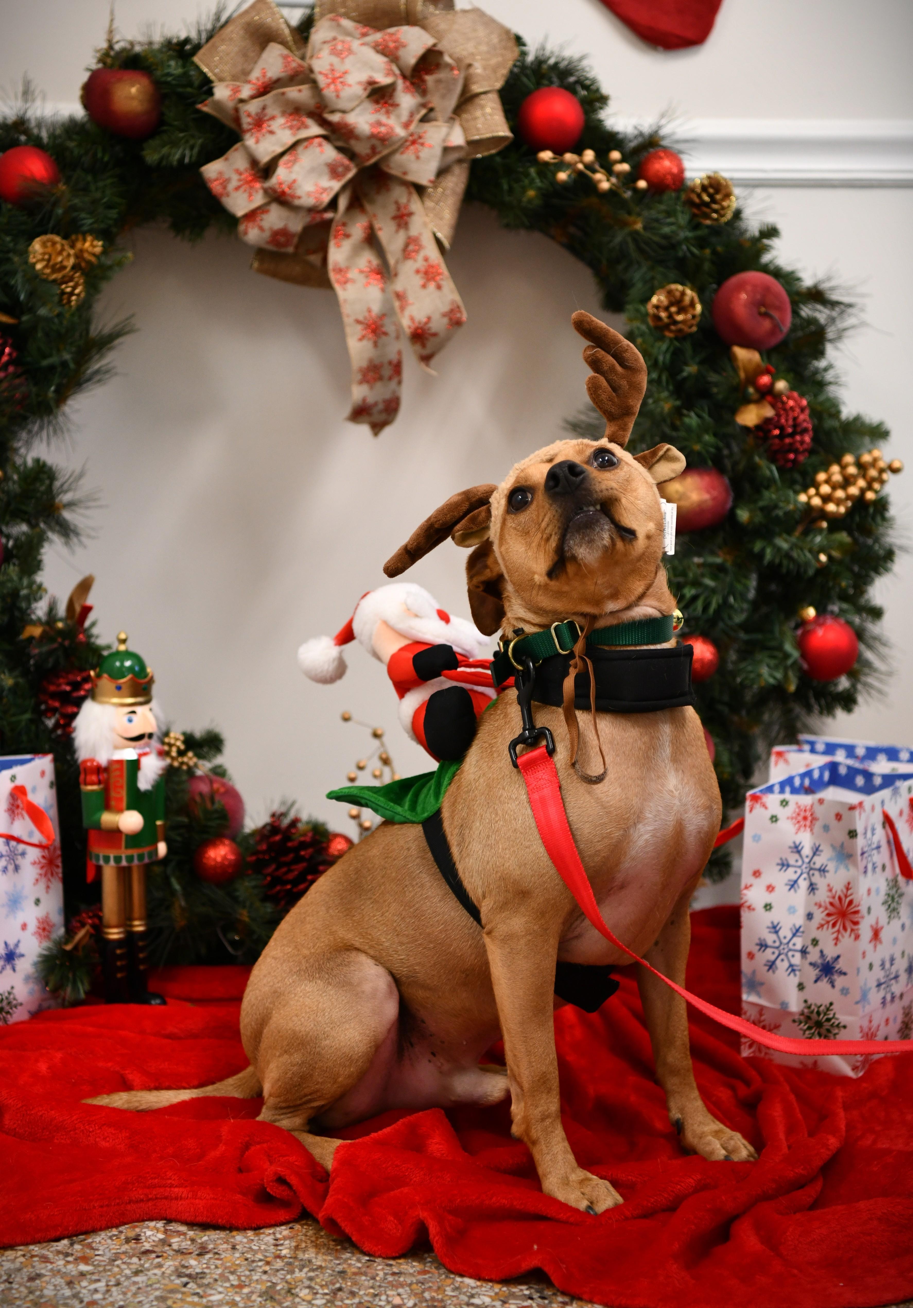 Enlarge Percy (2 years in shelter!), a ADOPTABLE Terrier in Fairhope, AL image 1/4