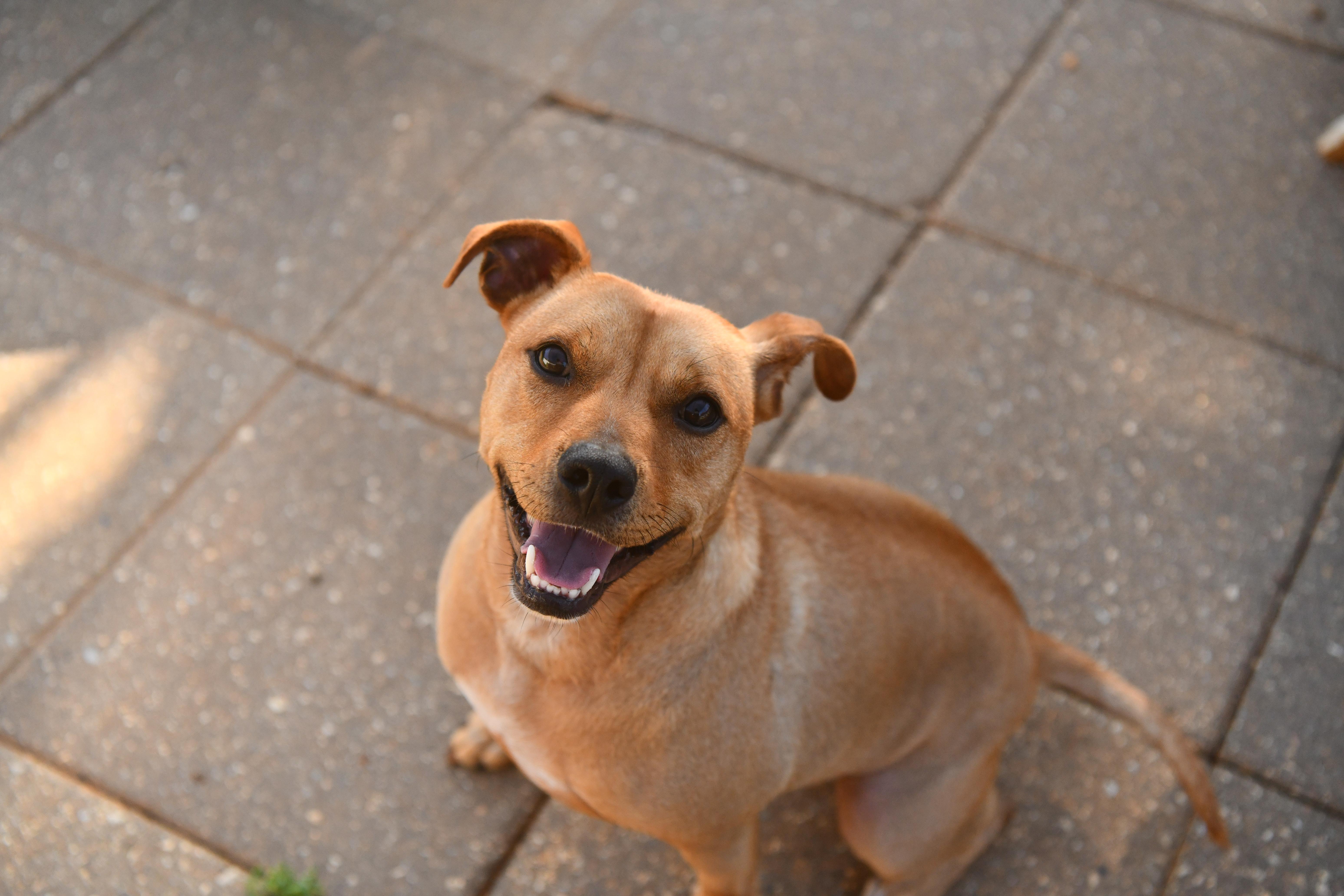 Enlarge Percy (2 years in shelter!), a ADOPTABLE Terrier in Fairhope, AL image 4/4
