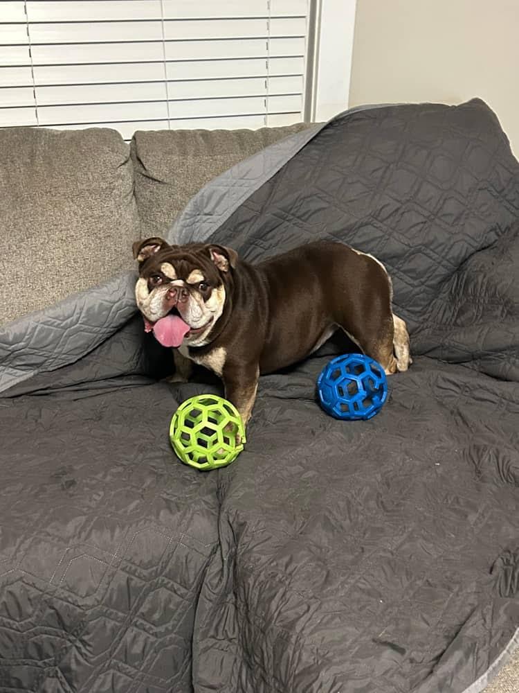 Gretel , a ADOPTABLE English Bulldog in Spring hill, TN image 2/5