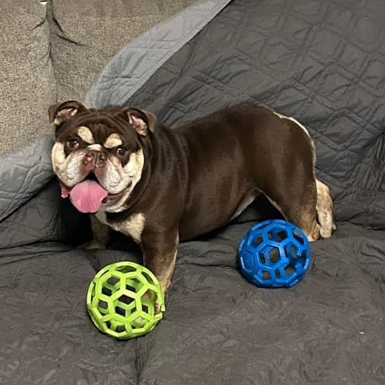 Enlarge Gretel , an adoptable English Bulldog in Spring hill, TN image 1/4