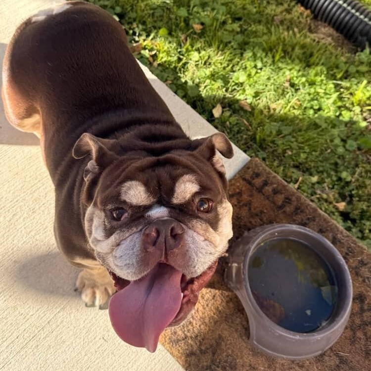 Enlarge Gretel , an adoptable English Bulldog in Spring hill, TN image 2/4