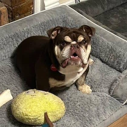 Enlarge Gretel , an adoptable English Bulldog in Spring hill, TN image 3/4