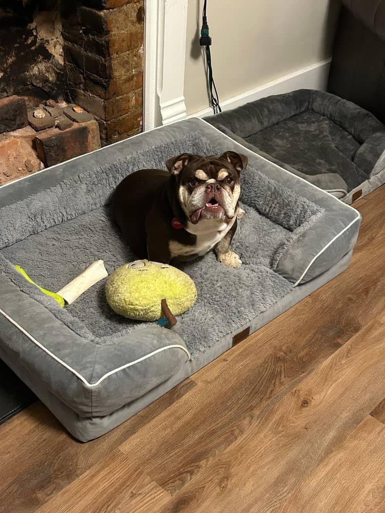 Gretel , a ADOPTABLE English Bulldog in Spring hill, TN image 4/5