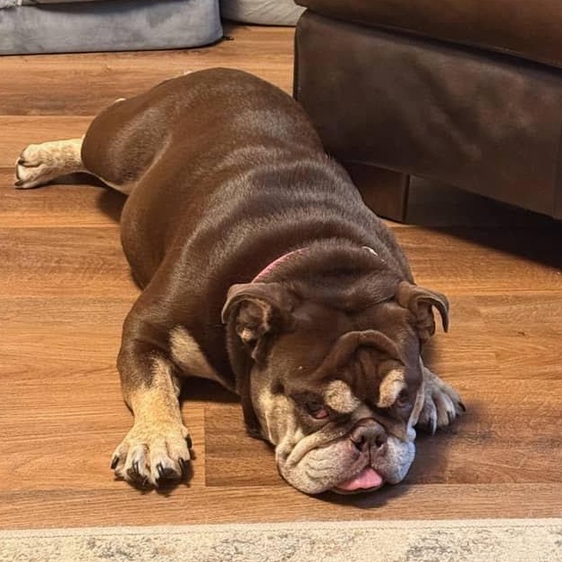 Enlarge Gretel , an adoptable English Bulldog in Spring hill, TN image 4/4