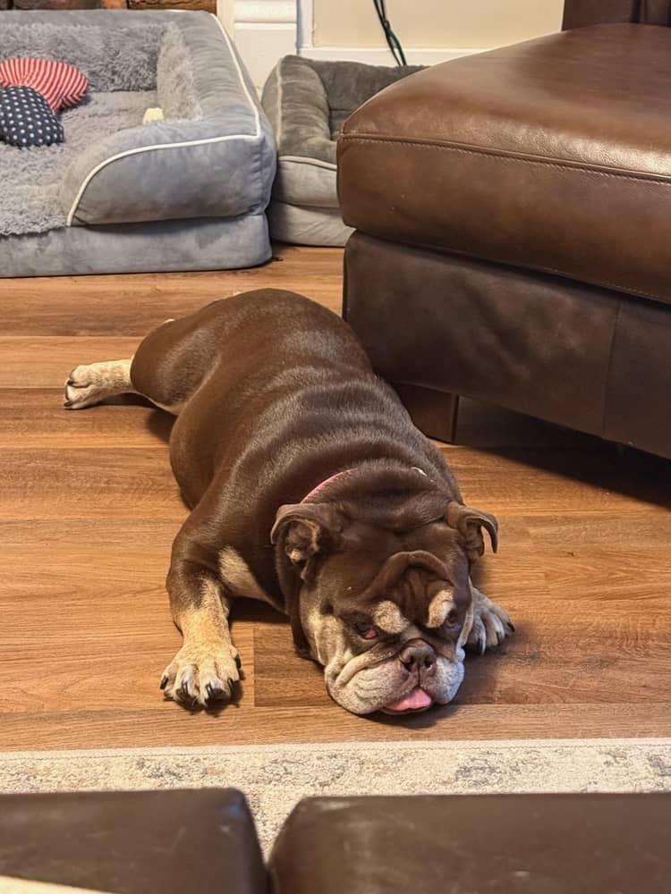 Gretel , a ADOPTABLE English Bulldog in Spring hill, TN image 5/5