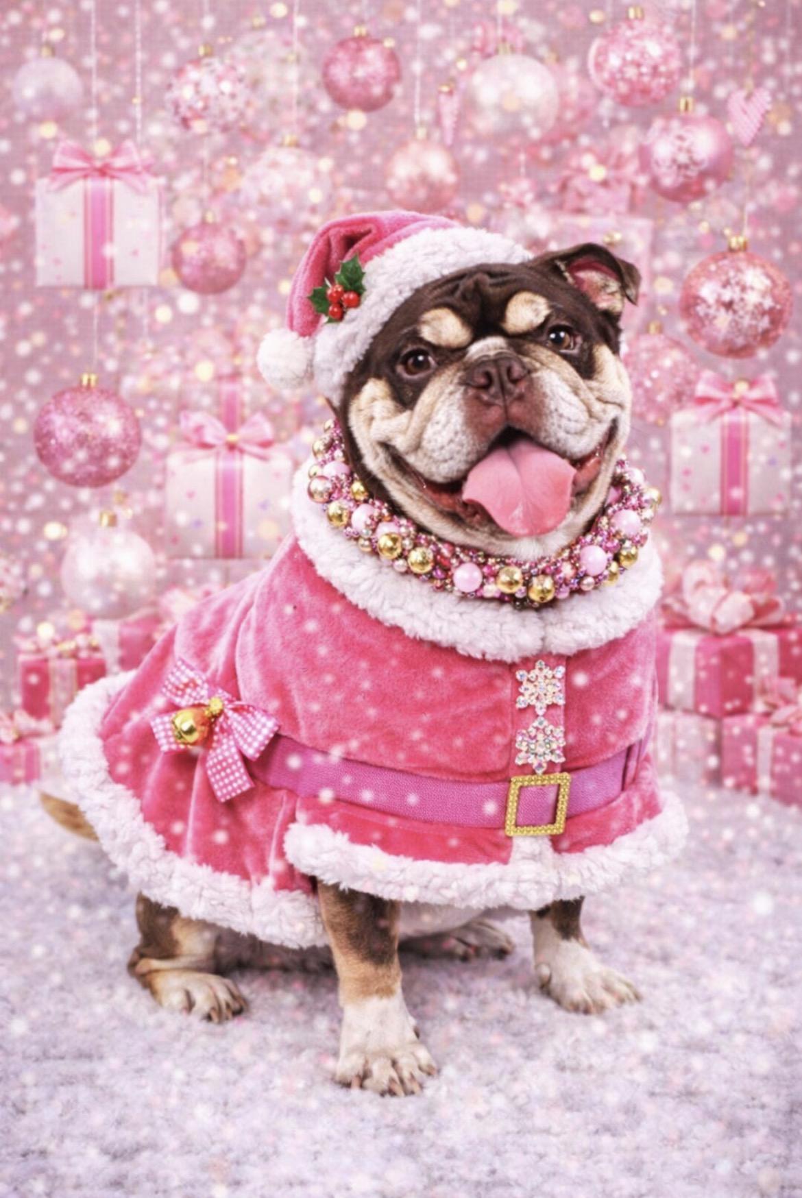 Gretel , a ADOPTABLE English Bulldog in Spring hill, TN image 1/5