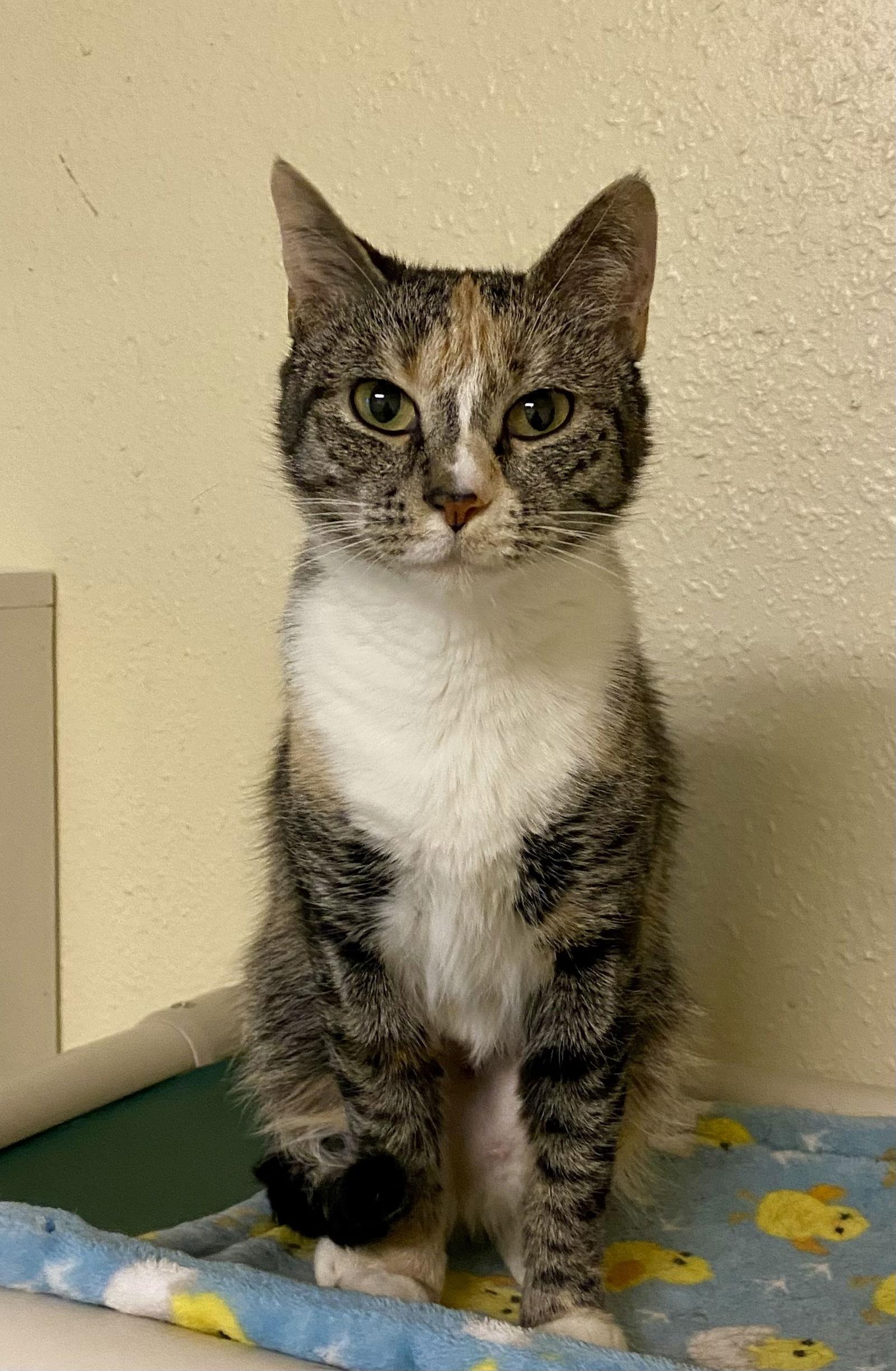 Enlarge Brianna, a Adopted mixed breed in Fargo, ND image 2/2