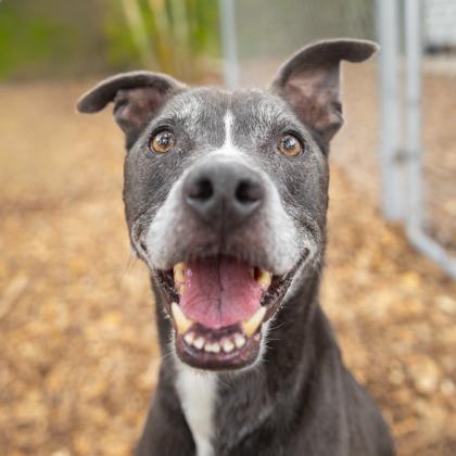 Enlarge Ava, a Adoptable mixed breed in Largo, FL image 1/3