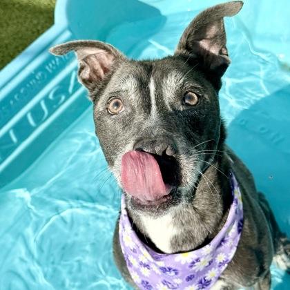 Enlarge Ava, a Adoptable mixed breed in Largo, FL image 2/3