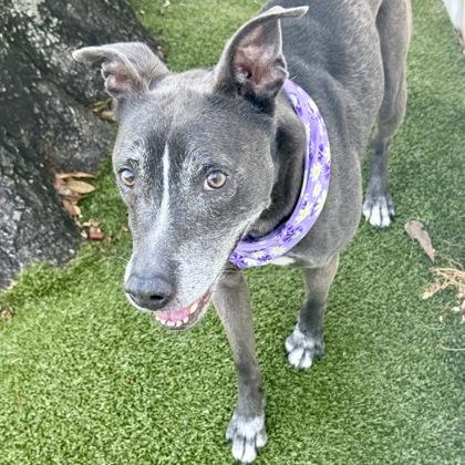 Enlarge Ava, a Adoptable mixed breed in Largo, FL image 3/3