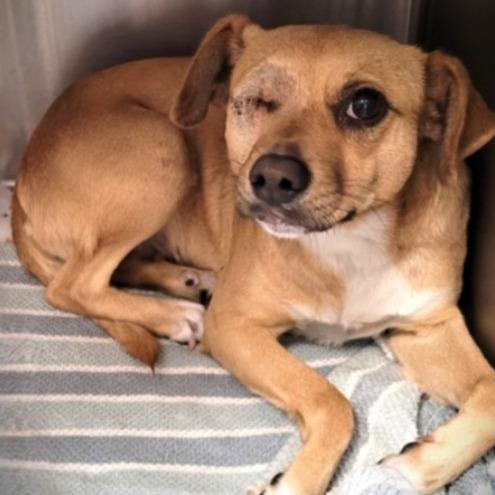 Lemon, Adoptable, Adult Female Chihuahua & Mixed Breed.