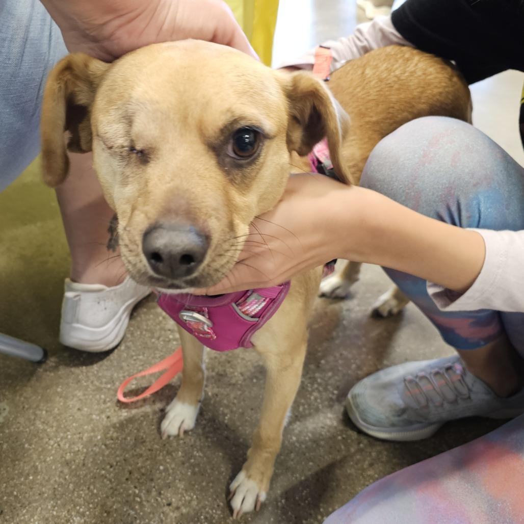Lemon, a Adoptable mixed breed in Apple Valley, CA image 2/2