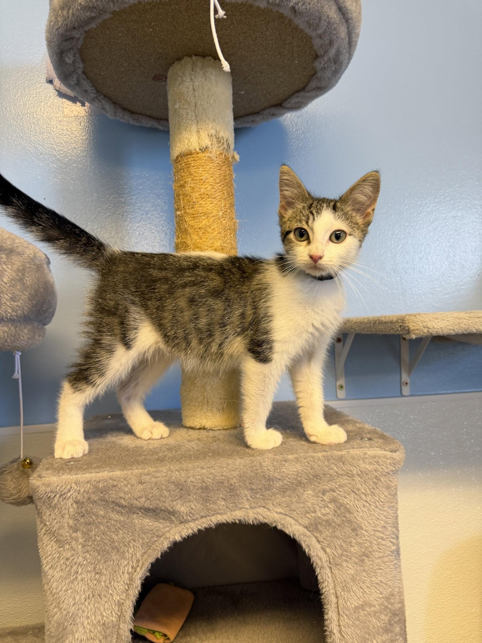 Enlarge Tuffnut, a Adoptable Domestic Short Hair in Steeleville, IL image 2/3