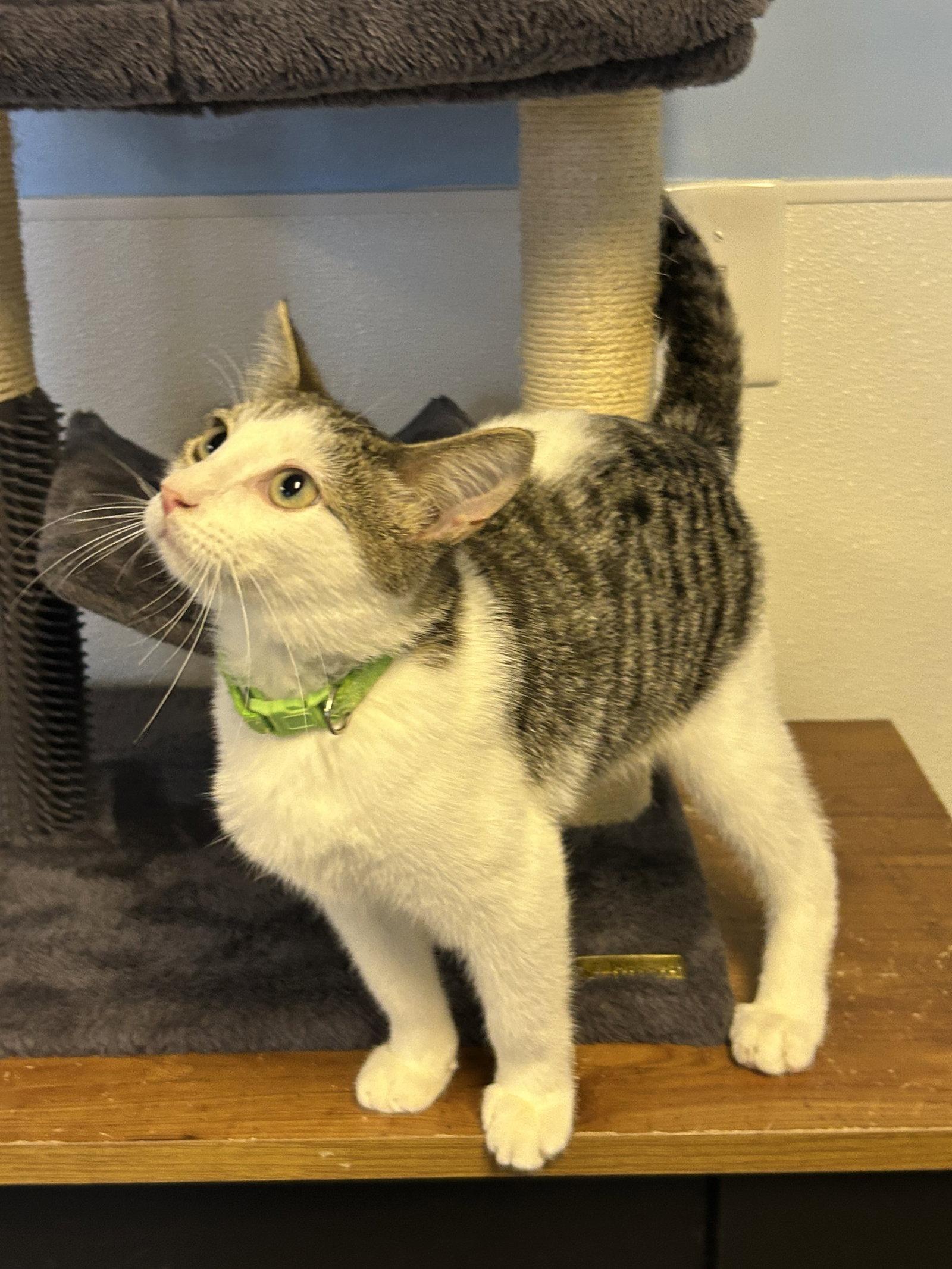 Enlarge Tuffnut, a Adoptable Domestic Short Hair in Steeleville, IL image 3/3