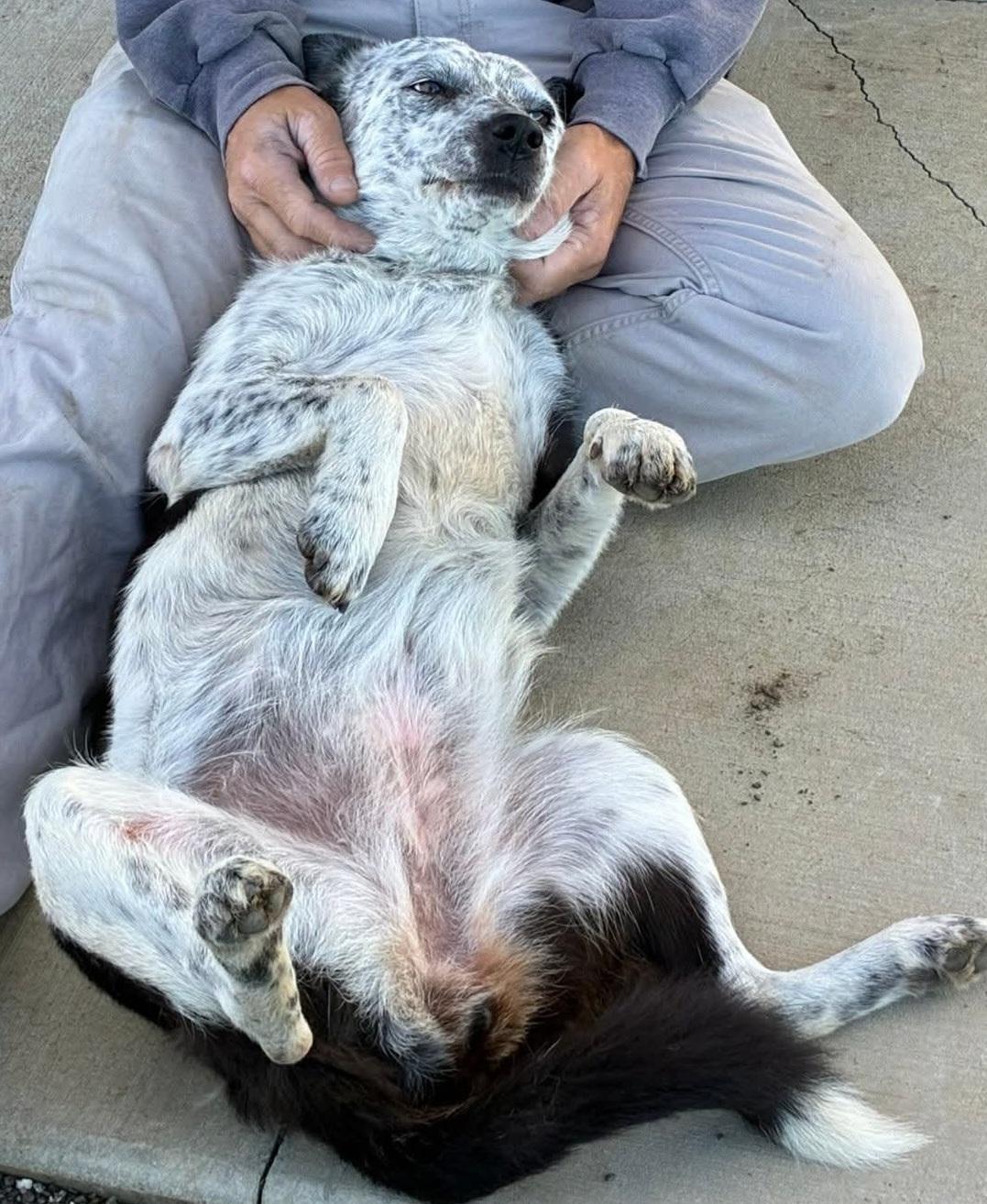 Breezy, an adopted mixed breed in Woodland, CA image 3/4