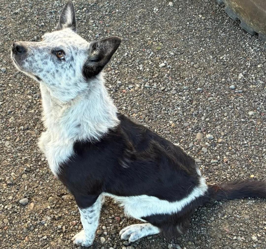 Breezy, an adopted mixed breed in Woodland, CA image 2/4