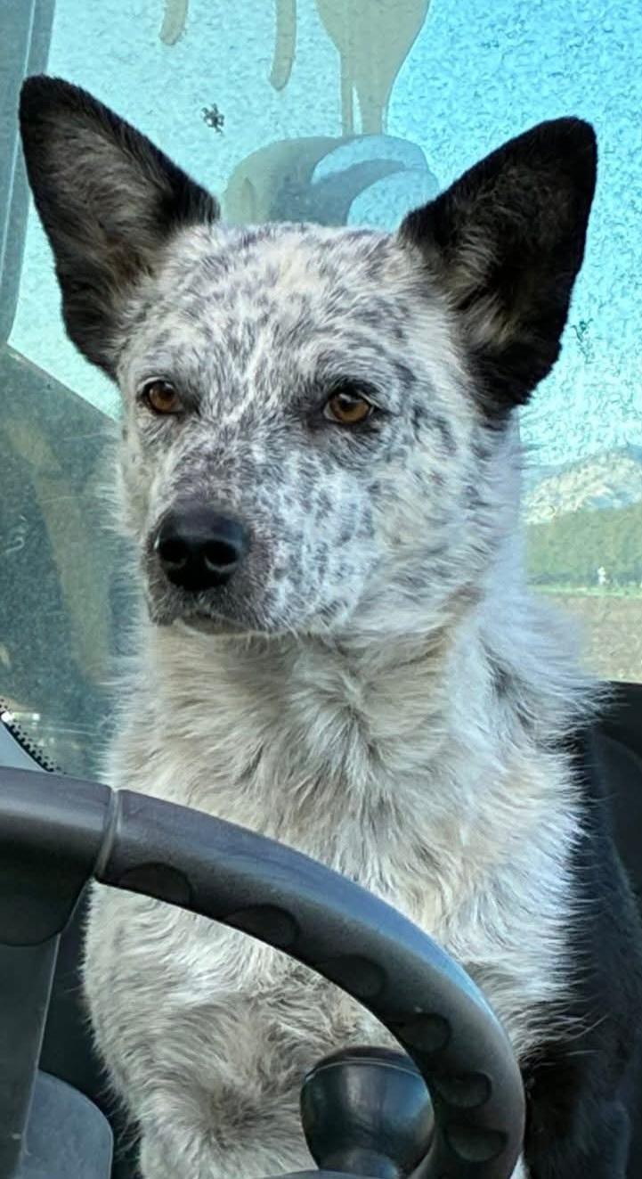 Breezy, an adopted mixed breed in Woodland, CA image 4/4