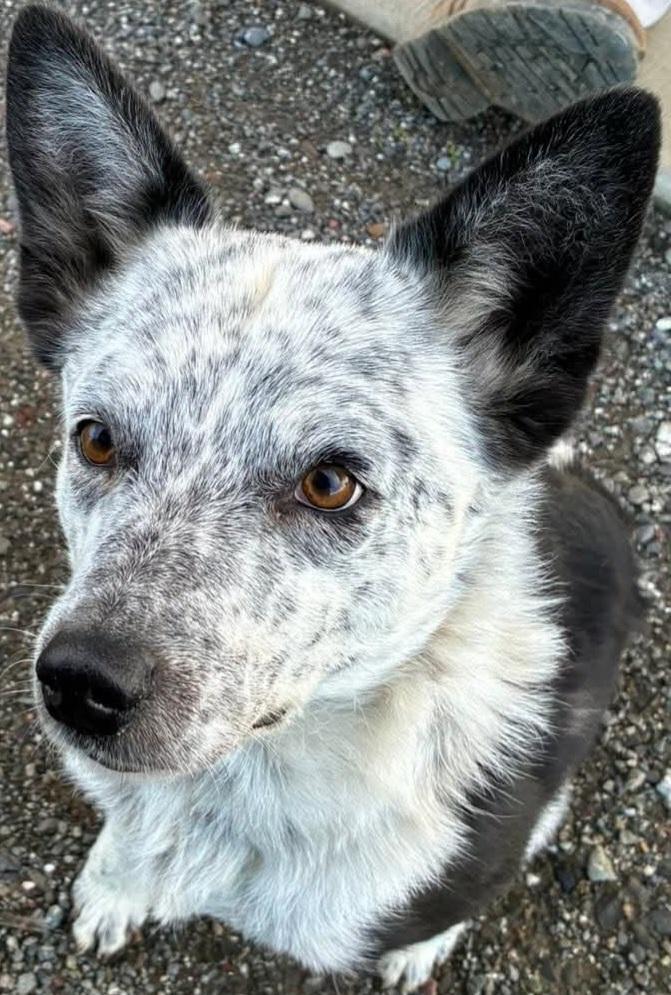 Breezy, adopted, Adult Female Cattle Dog.