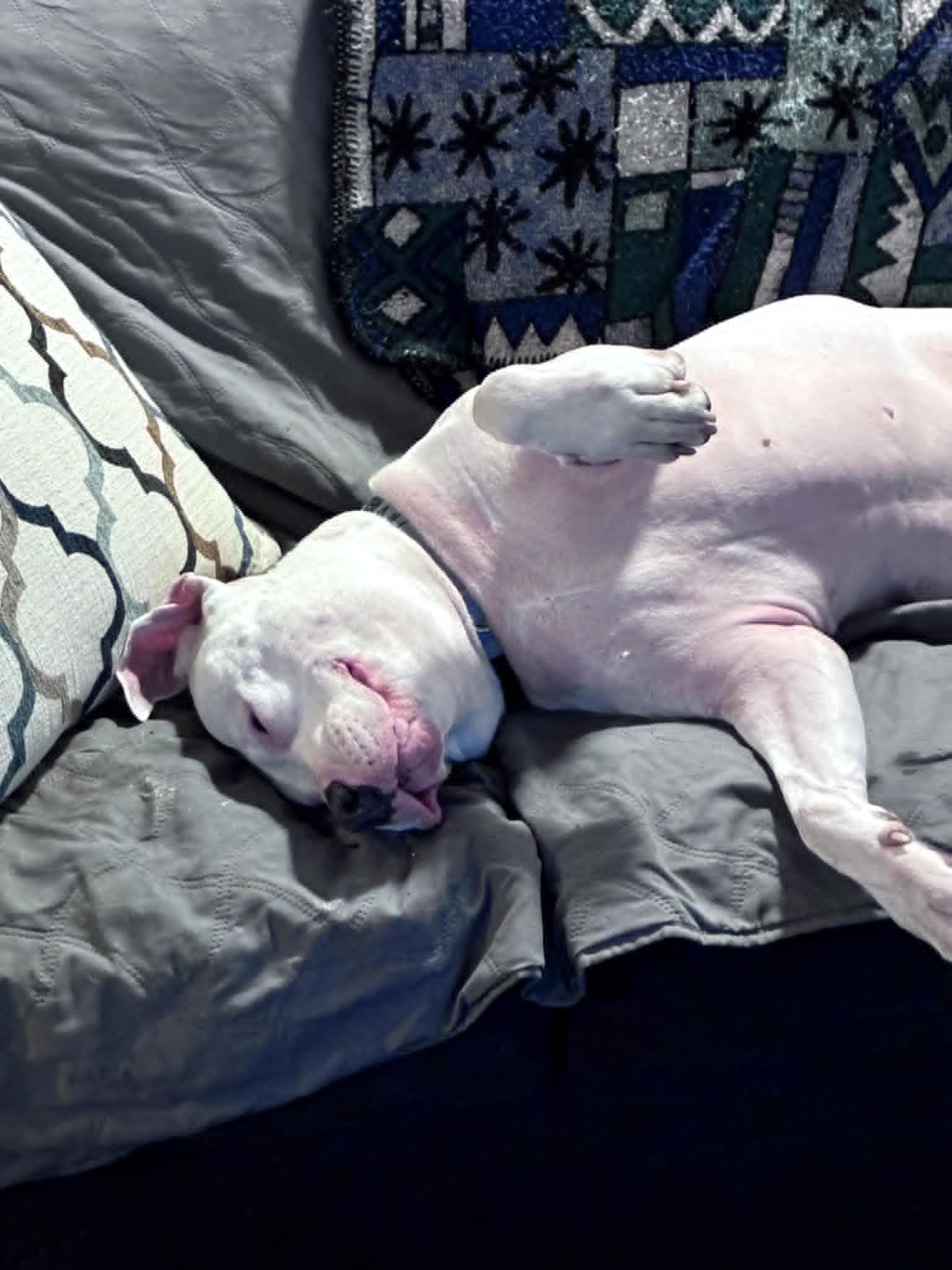 Enlarge Lily - Forever Foster wanted "Deaf", a Adoptable mixed breed in Holtsville, NY image 5/6