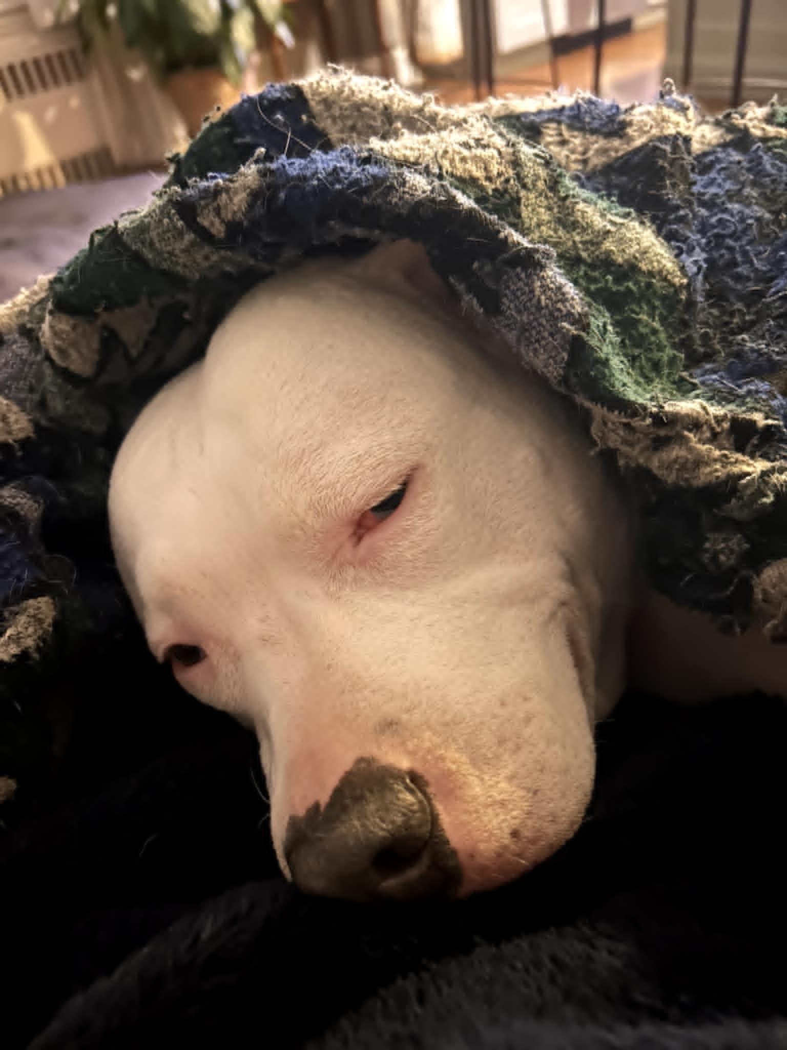 Enlarge Lily - Forever Foster wanted "Deaf", a Adoptable mixed breed in Holtsville, NY image 3/6