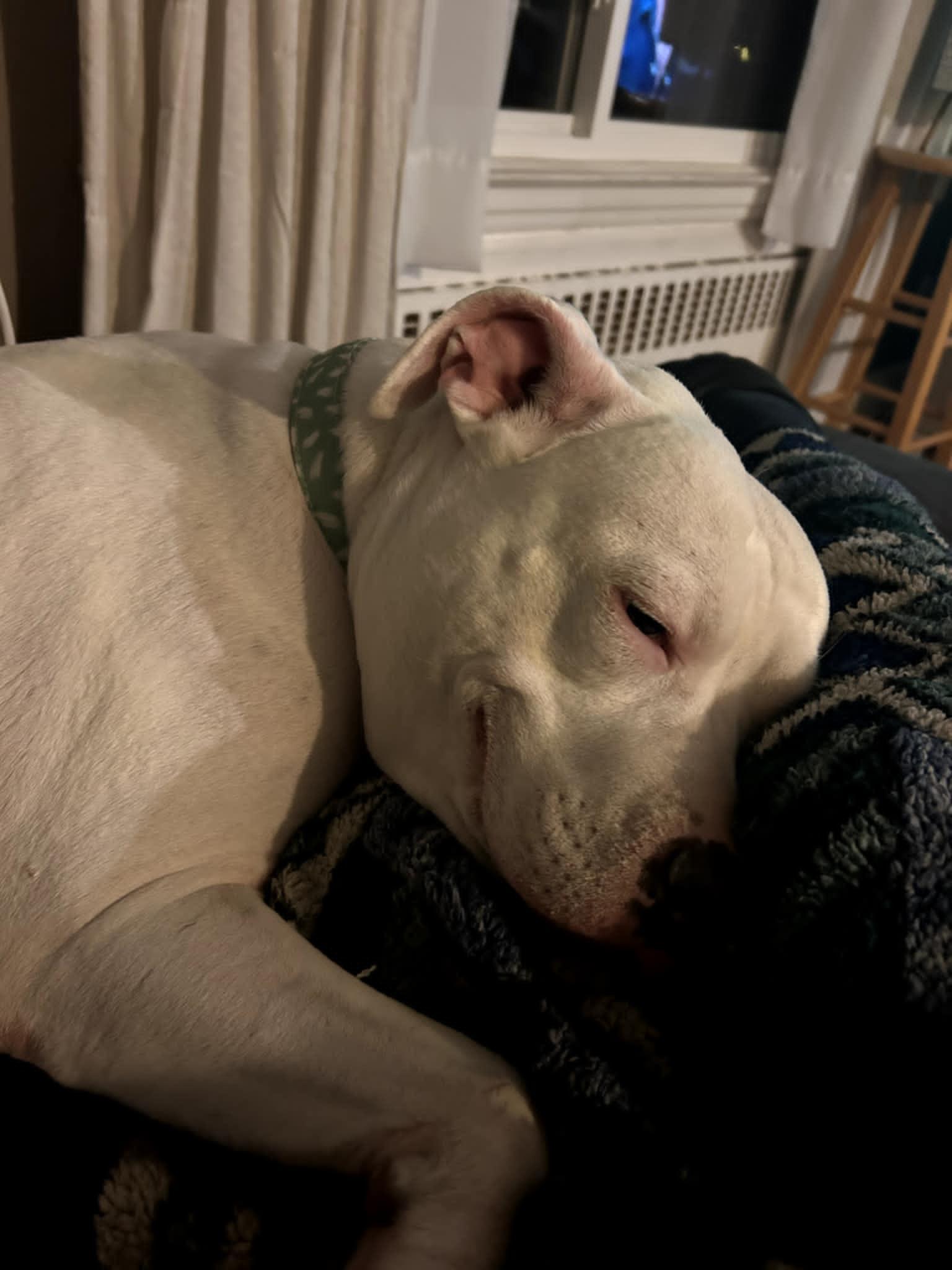 Enlarge Lily - Forever Foster wanted "Deaf", a Adoptable mixed breed in Holtsville, NY image 2/6