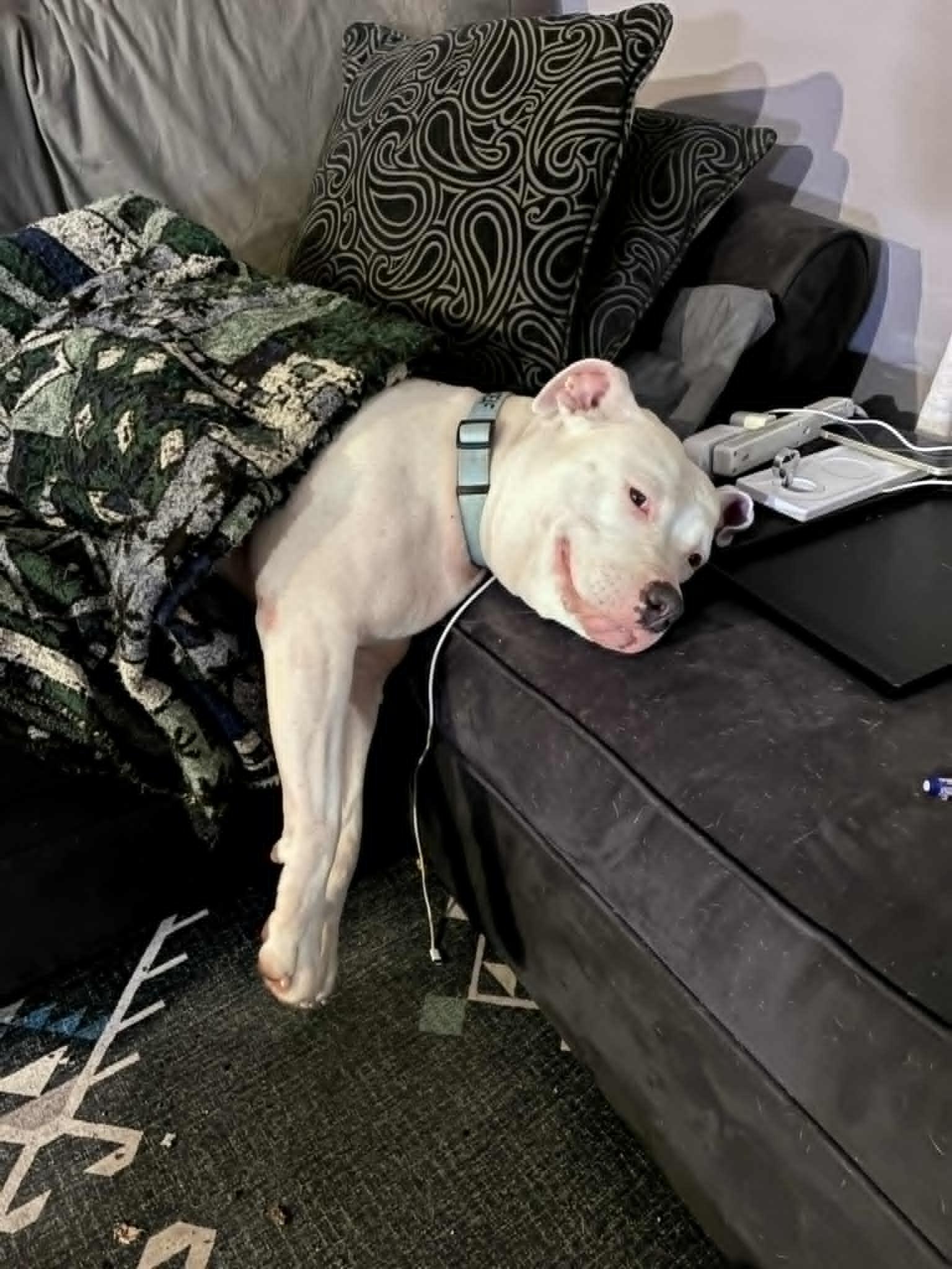 Lily - Forever Foster wanted "Deaf", Adoptable, Senior Female Pit Bull Terrier.