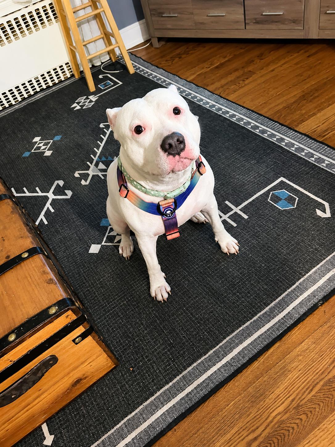 Enlarge Lily - Forever Foster wanted "Deaf", a Adoptable mixed breed in Holtsville, NY image 6/6