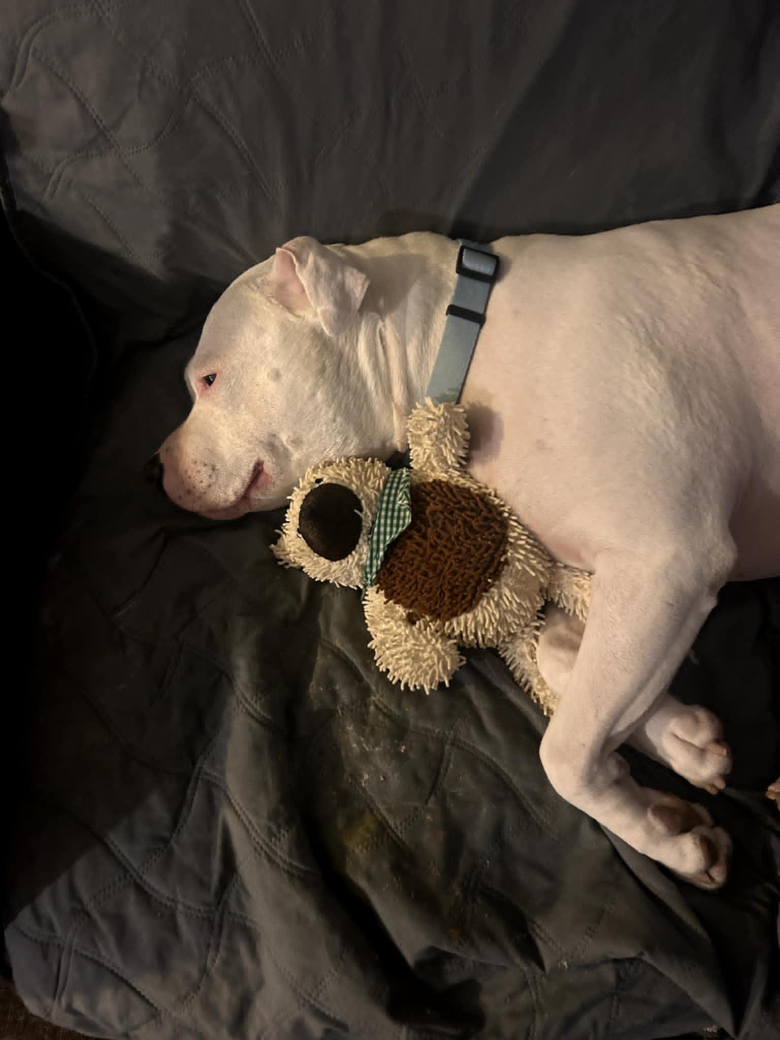 Enlarge Lily - Forever Foster wanted "Deaf", a Adoptable mixed breed in Holtsville, NY image 4/6