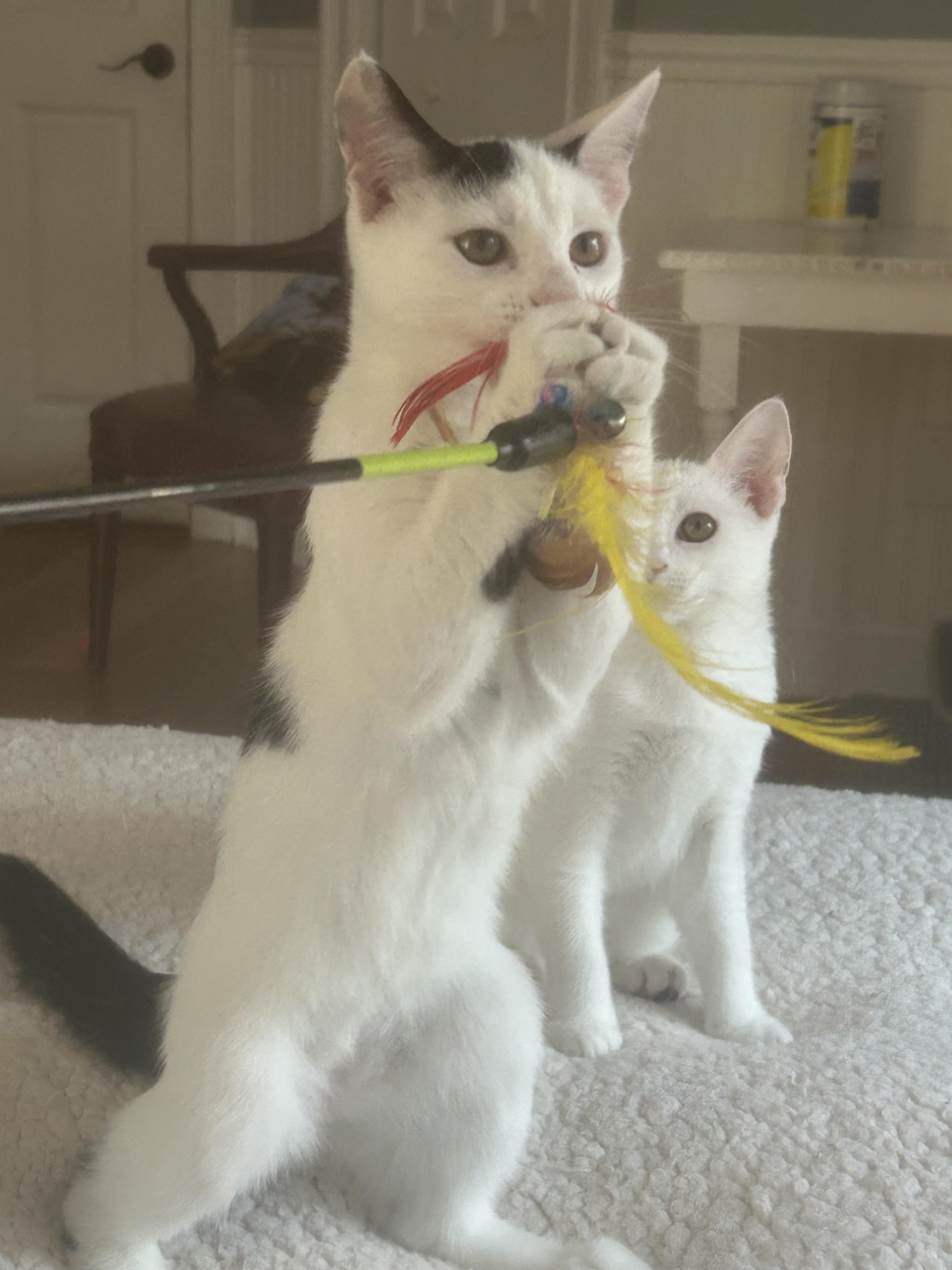 Enlarge Bogey, a ADOPTABLE Domestic Short Hair in Mount Pleasant, SC image 2/2