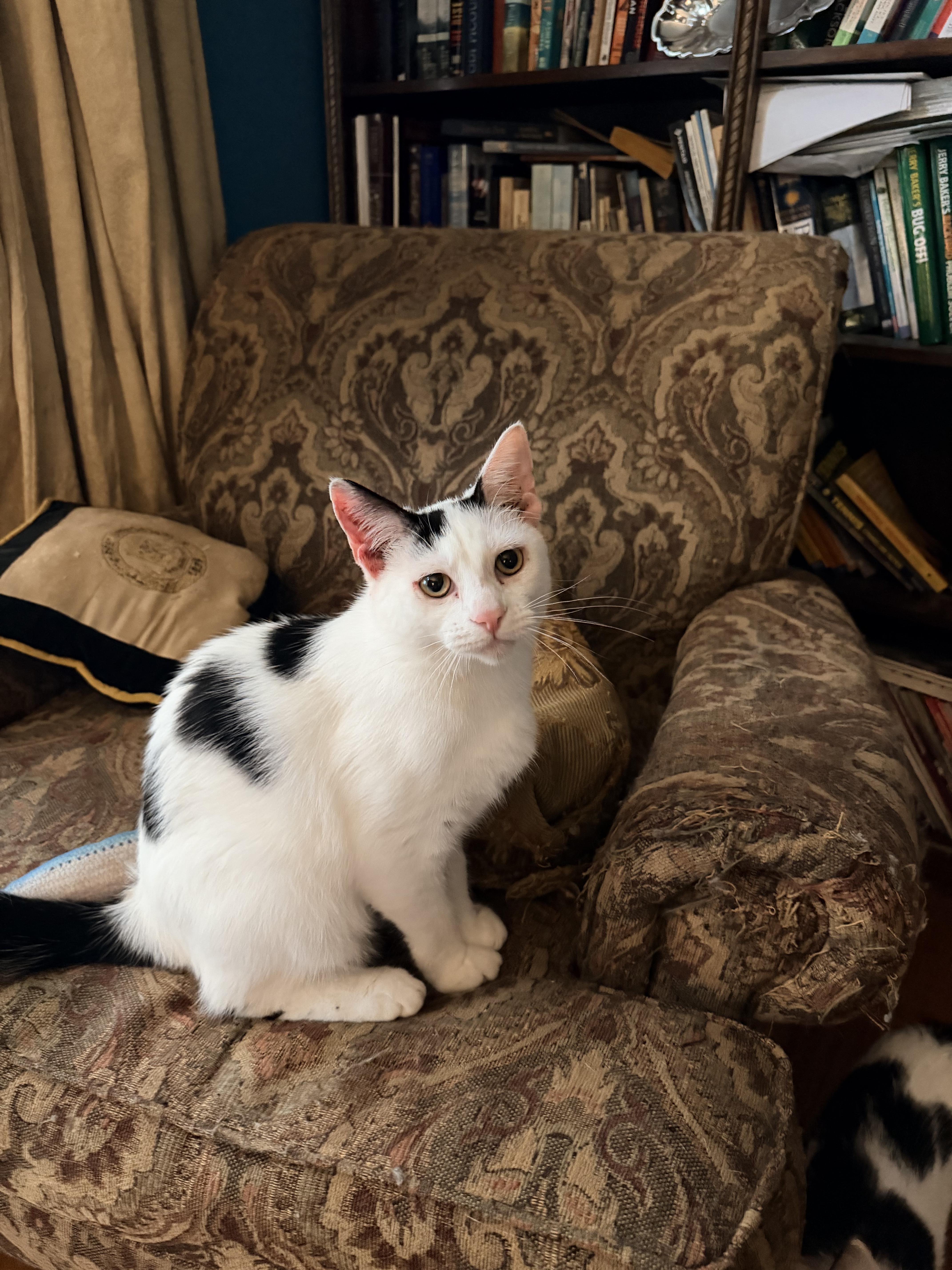 Enlarge Bogey, a Adoptable Domestic Short Hair in Mount Pleasant, SC image 4/4