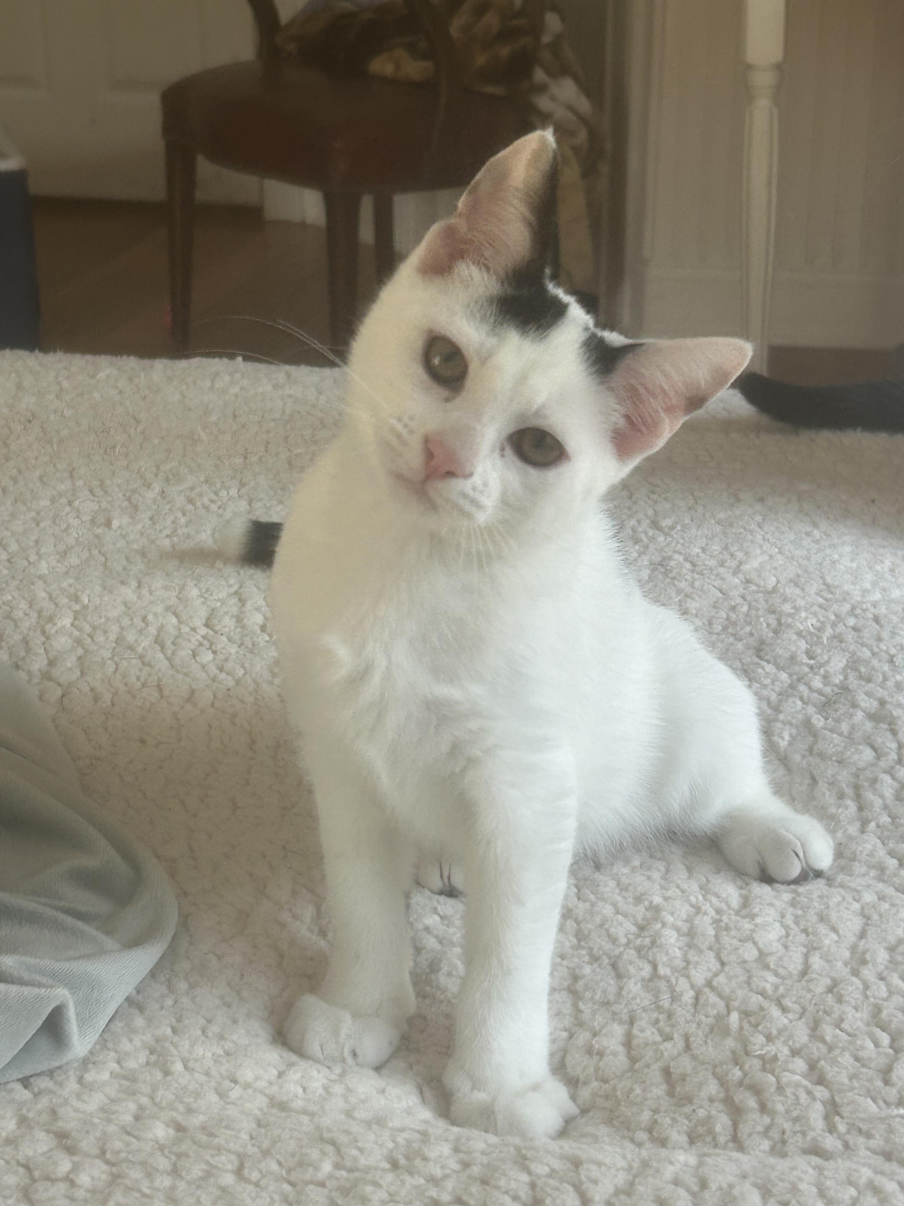 Enlarge Bogey, a ADOPTABLE Domestic Short Hair in Mount Pleasant, SC image 1/2