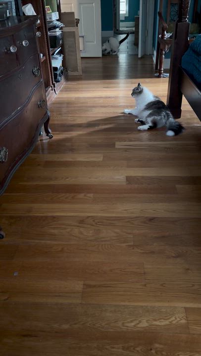 Enlarge Bogey, a Adoptable Domestic Short Hair in Mount Pleasant, SC video 3/4