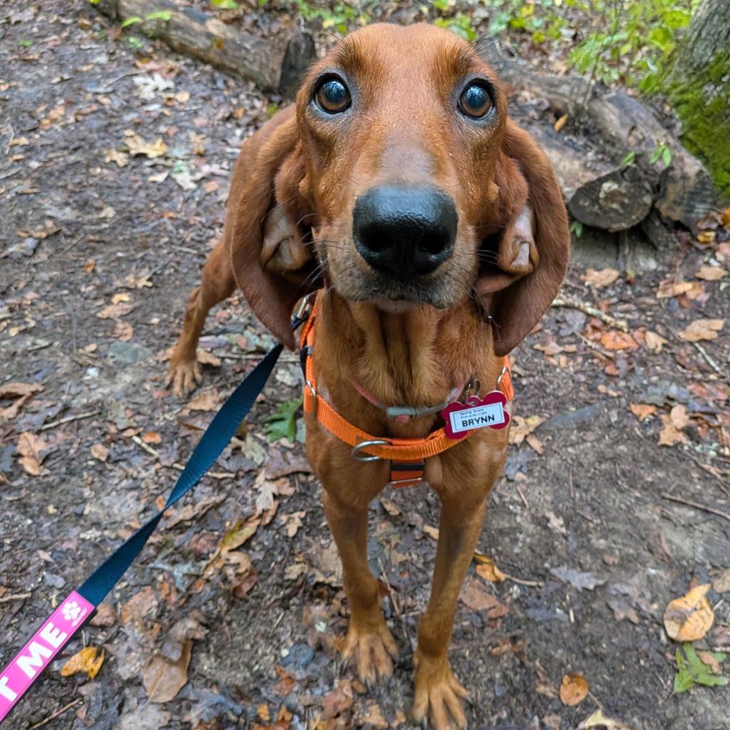 Brynn, Adoptable, Young Female Redbone Coonhound.