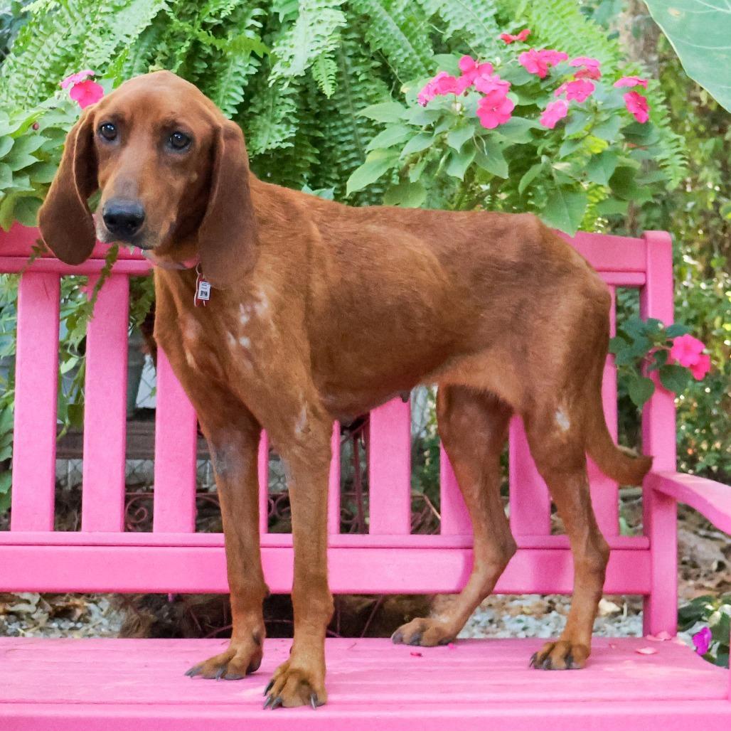 Enlarge Brynn, a Adoptable Redbone Coonhound in Wake Forest, NC image 2/3