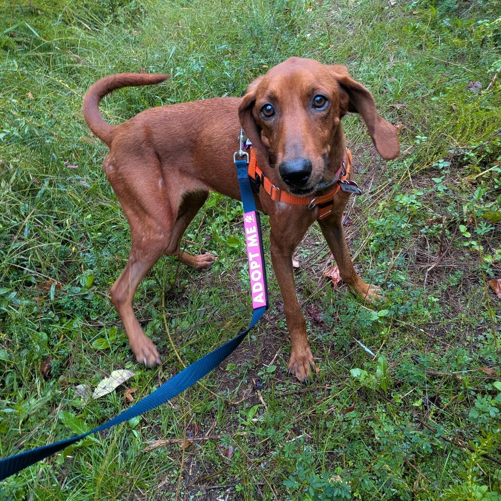 Enlarge Brynn, a Adoptable Redbone Coonhound in Wake Forest, NC image 3/3