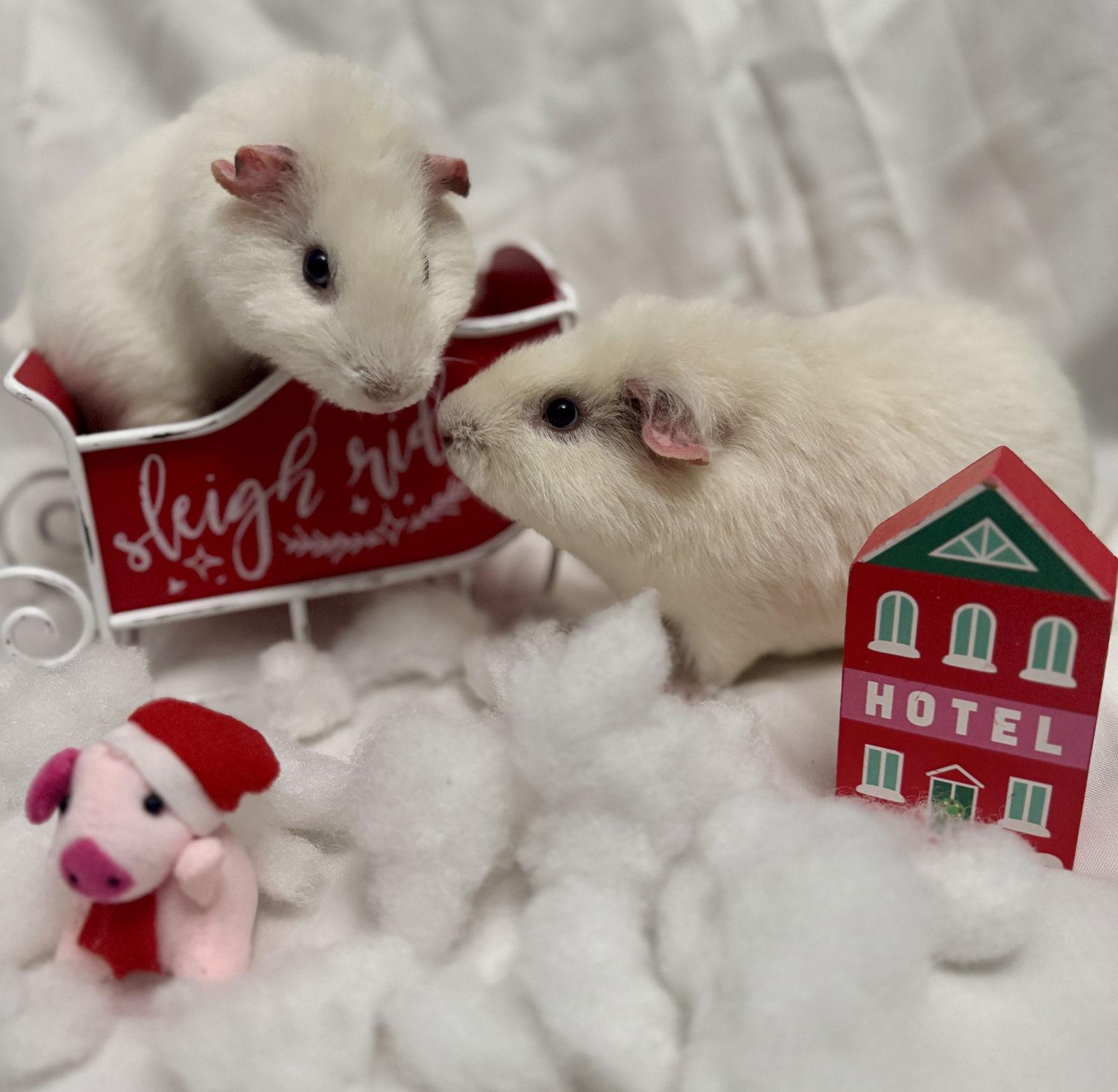 Coco and Milo, Adoptable, Young Male Guinea Pig.