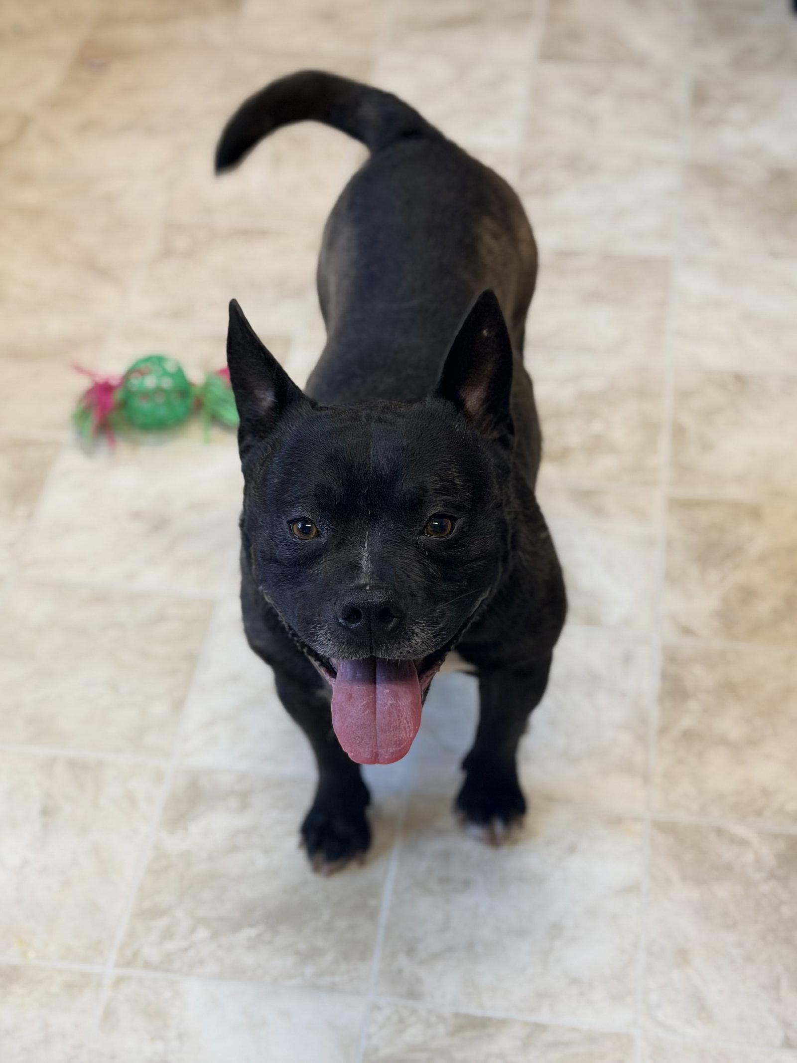 Enlarge Diego, a Adoptable French Bulldog in Raleigh, NC image 1/1