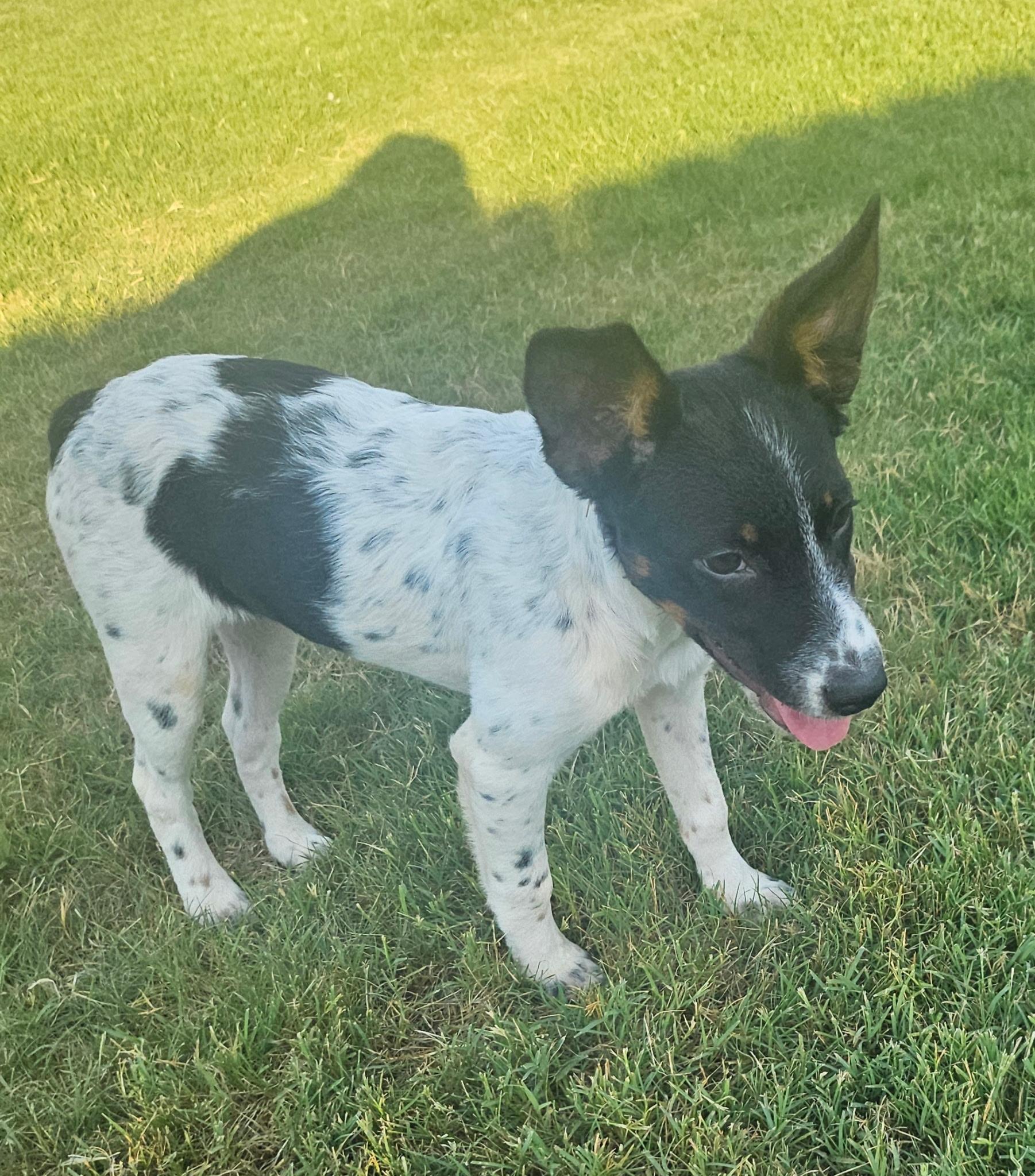 Moana, a ADOPTABLE mixed breed in Yukon, OK image 2/5