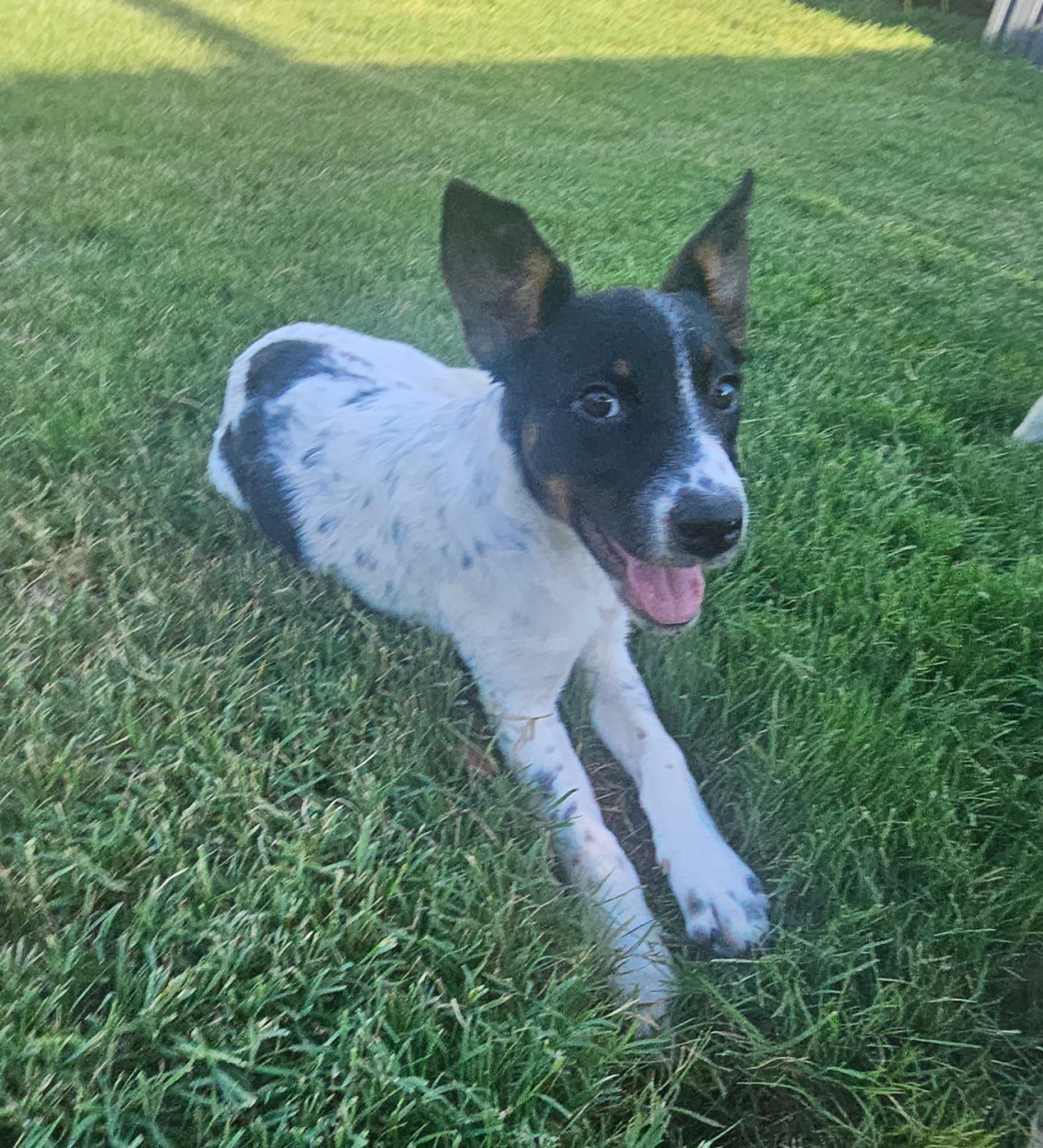 Moana, a ADOPTABLE mixed breed in Yukon, OK image 3/5