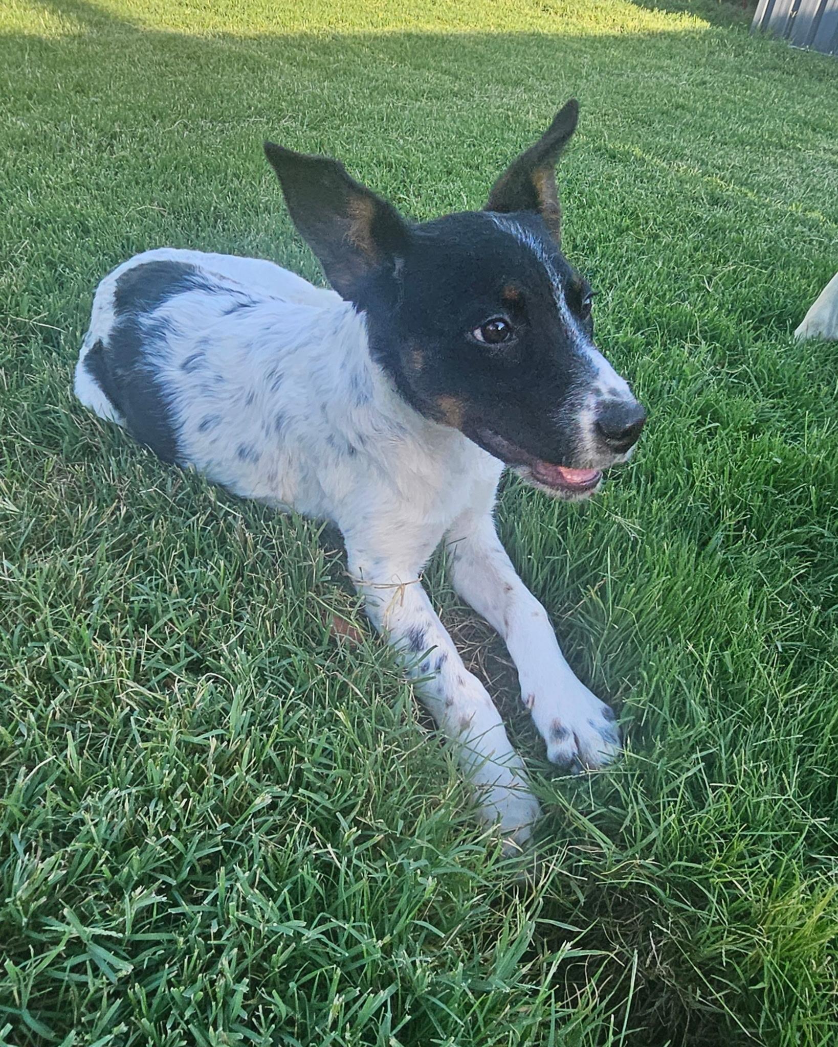 Moana, a ADOPTABLE mixed breed in Yukon, OK image 5/5