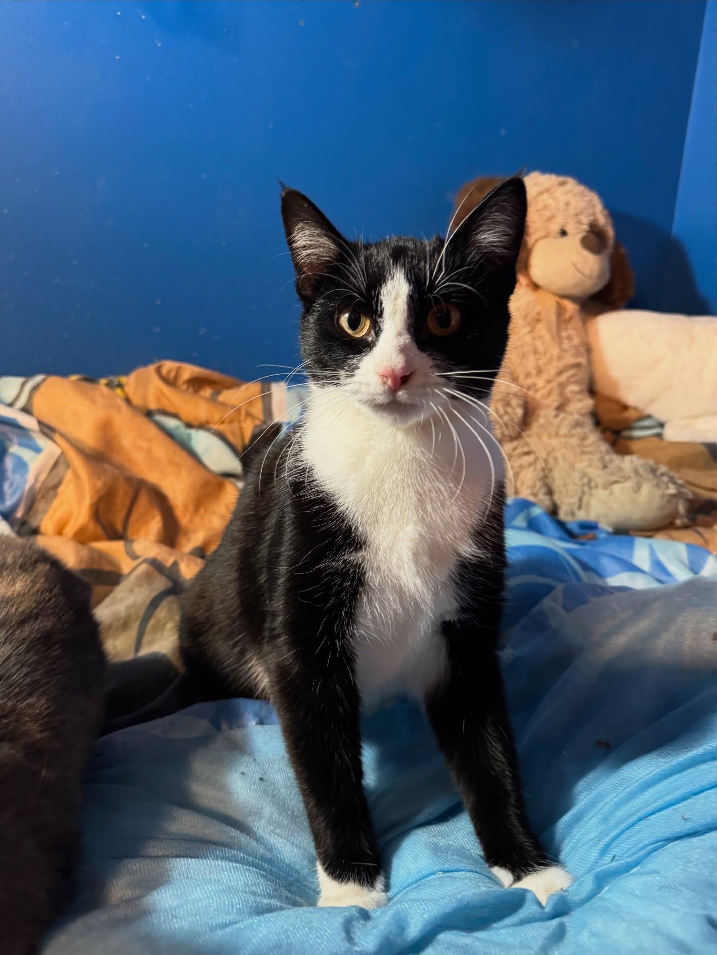 Enlarge El *bonded sibling with Maxine*, an adopted American Shorthair in Rochester, NY image 1/6