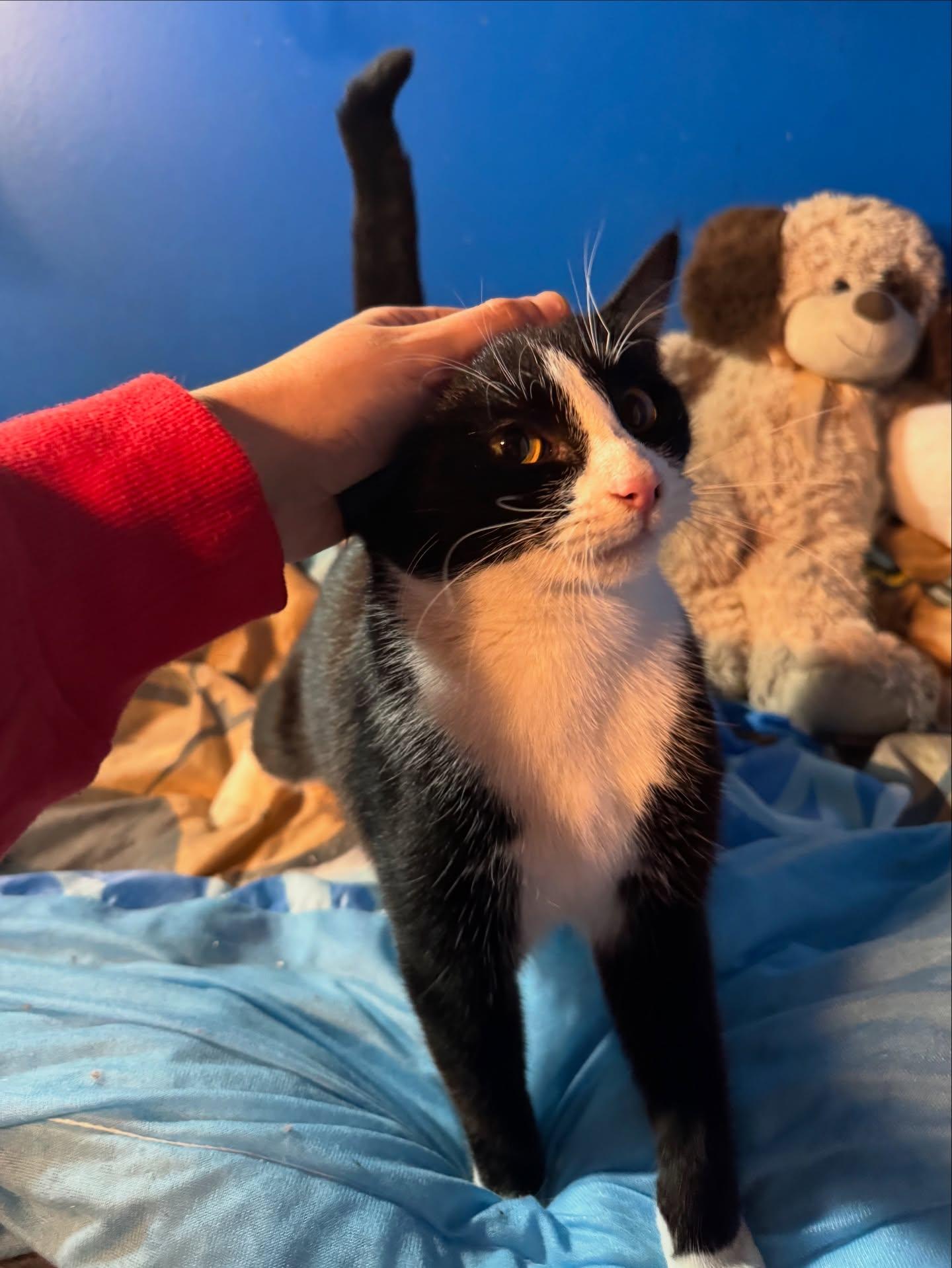 Enlarge El *bonded sibling with Maxine*, an adopted American Shorthair in Rochester, NY image 4/6