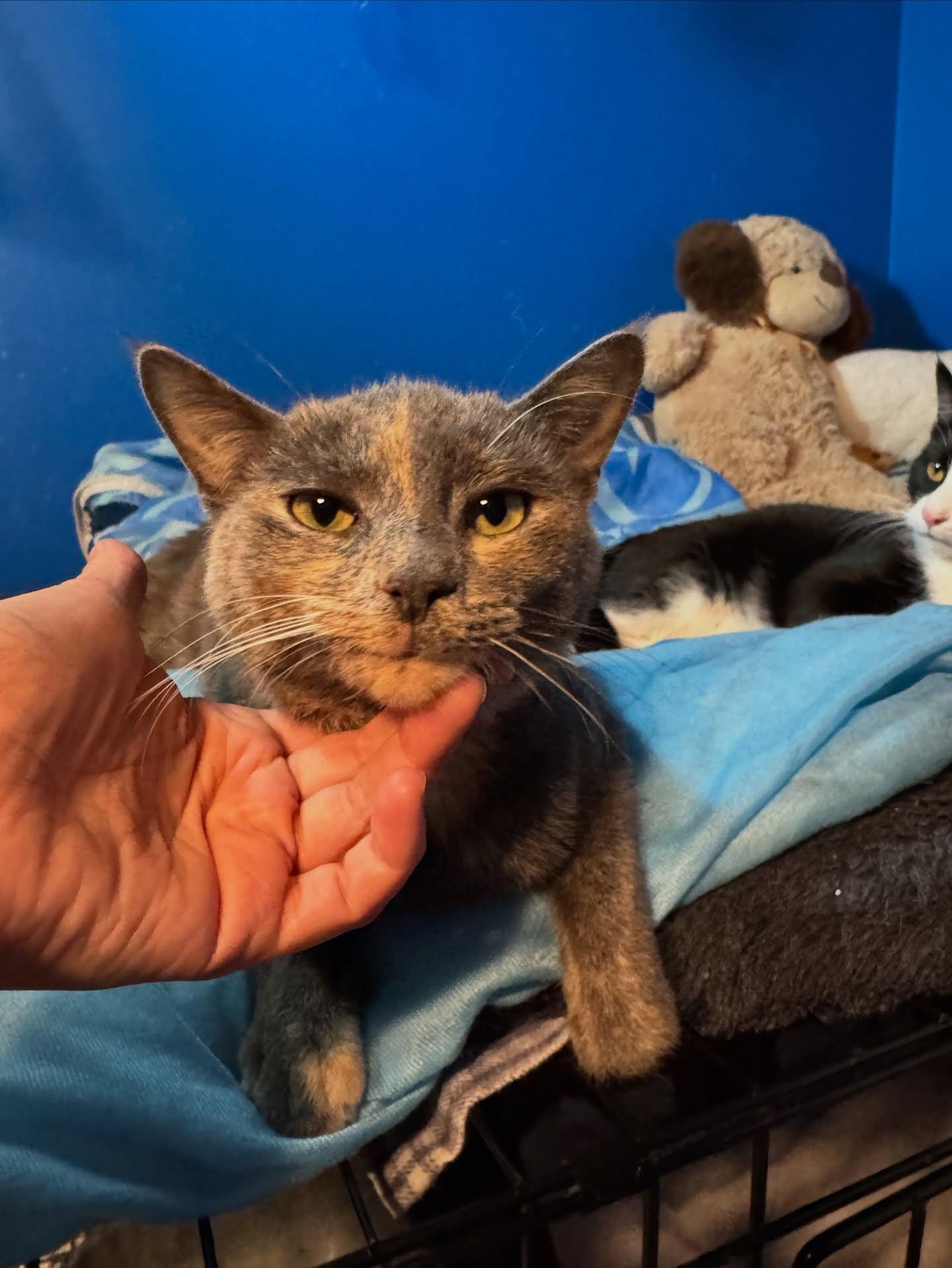 Enlarge El *bonded sibling with Maxine*, an adopted American Shorthair in Rochester, NY image 5/6