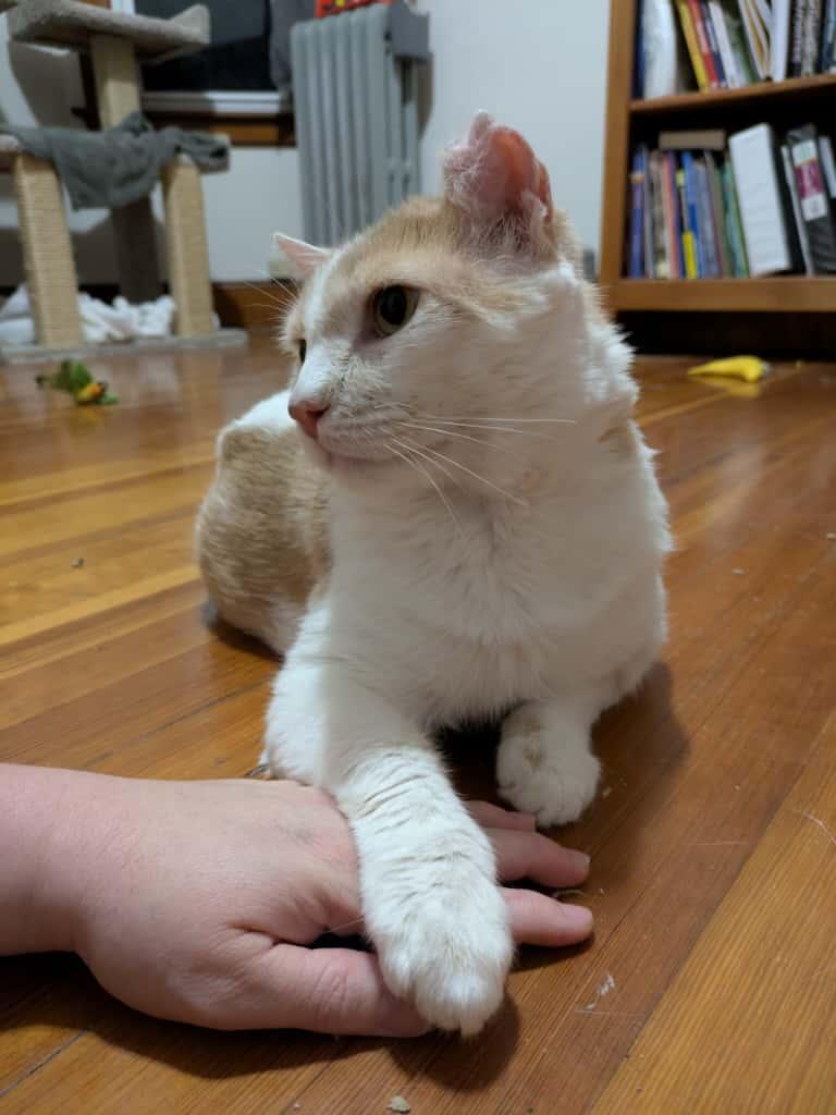 Nemo, Adoptable, Adult Male Domestic Short Hair.