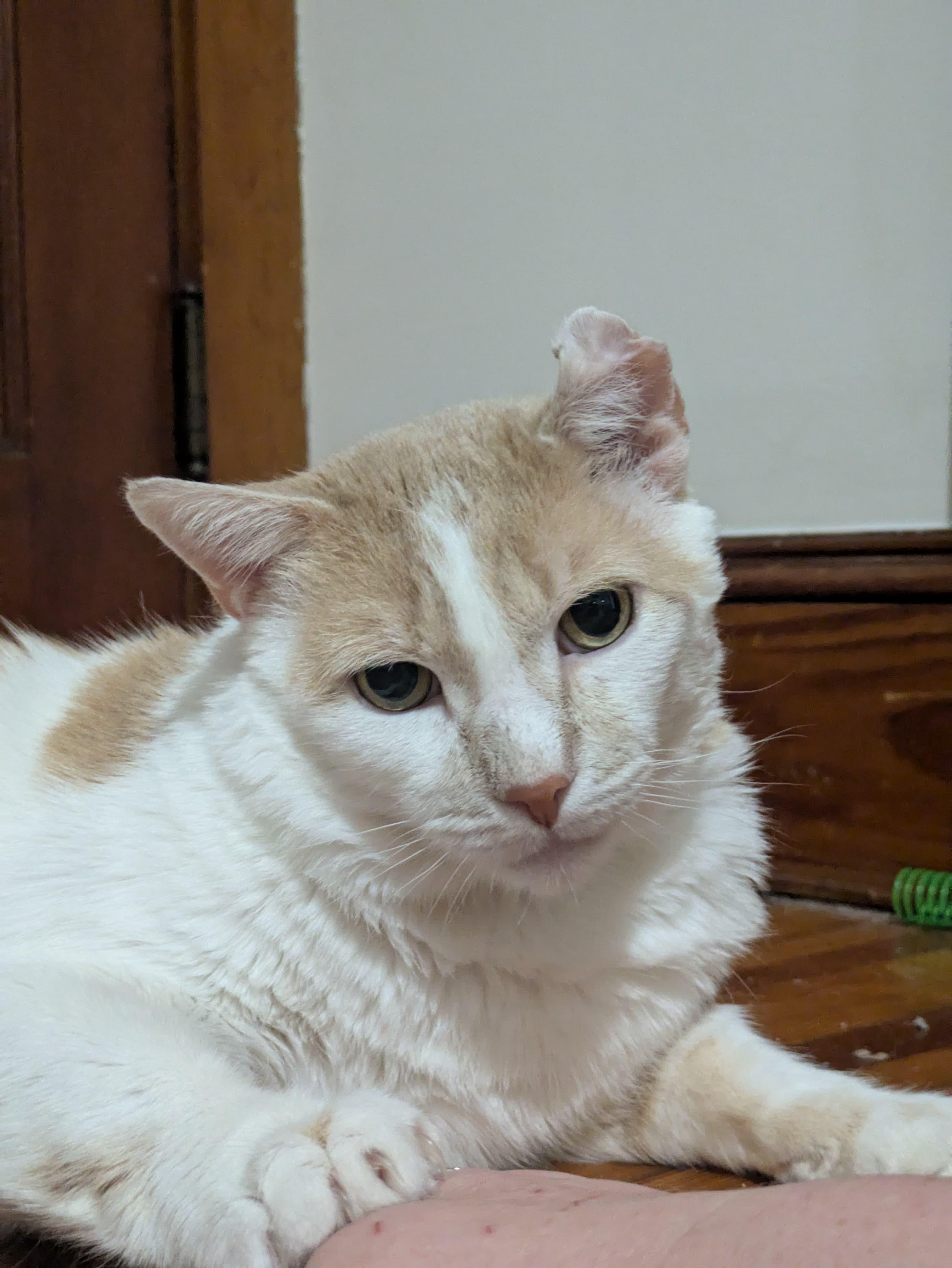 Nemo, a Adoptable Domestic Short Hair in New Britain, CT image 2/4